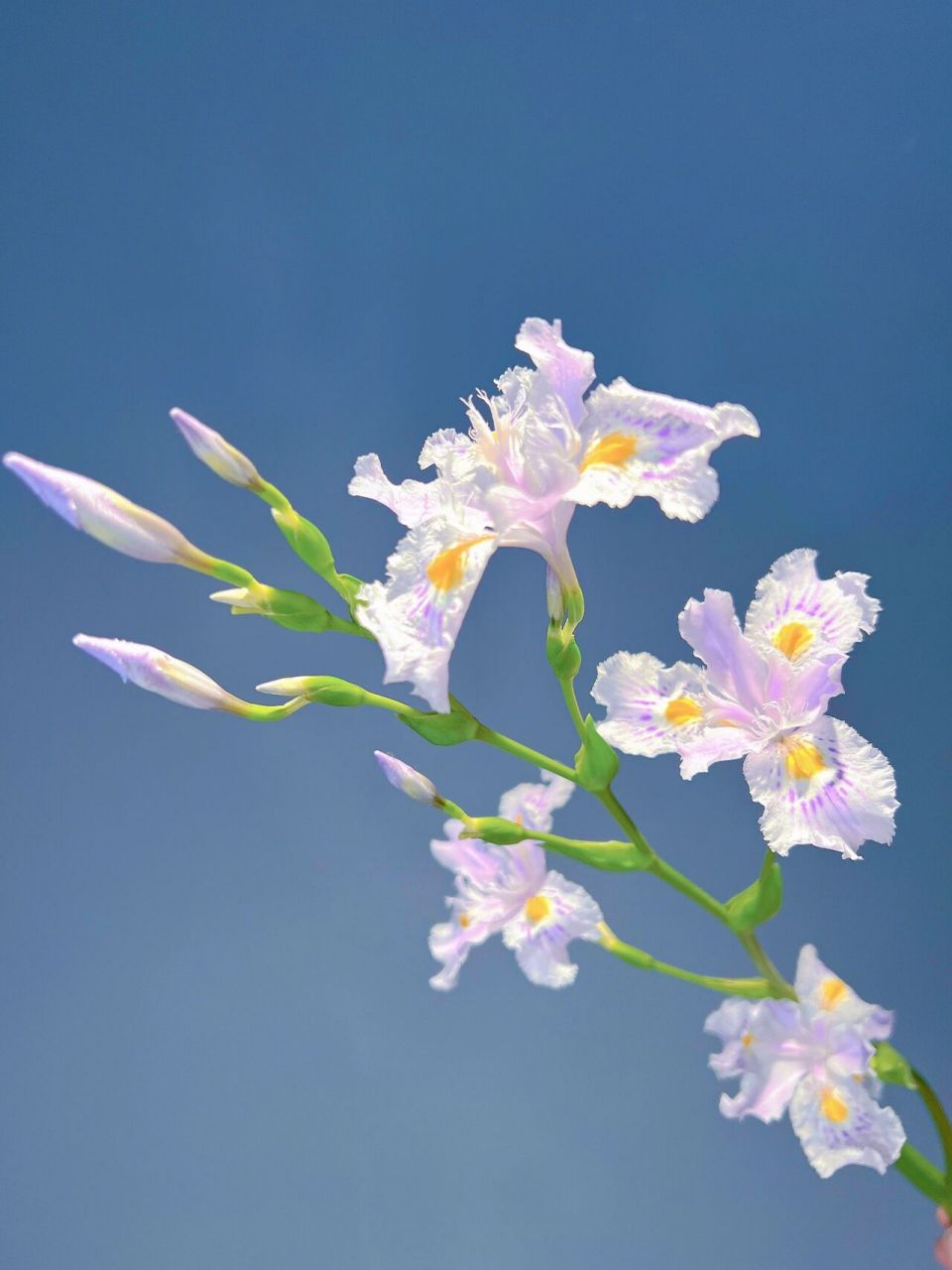 带你每天认识一种鲜花30|扁竹兰 0908花材:扁竹兰 0908学名