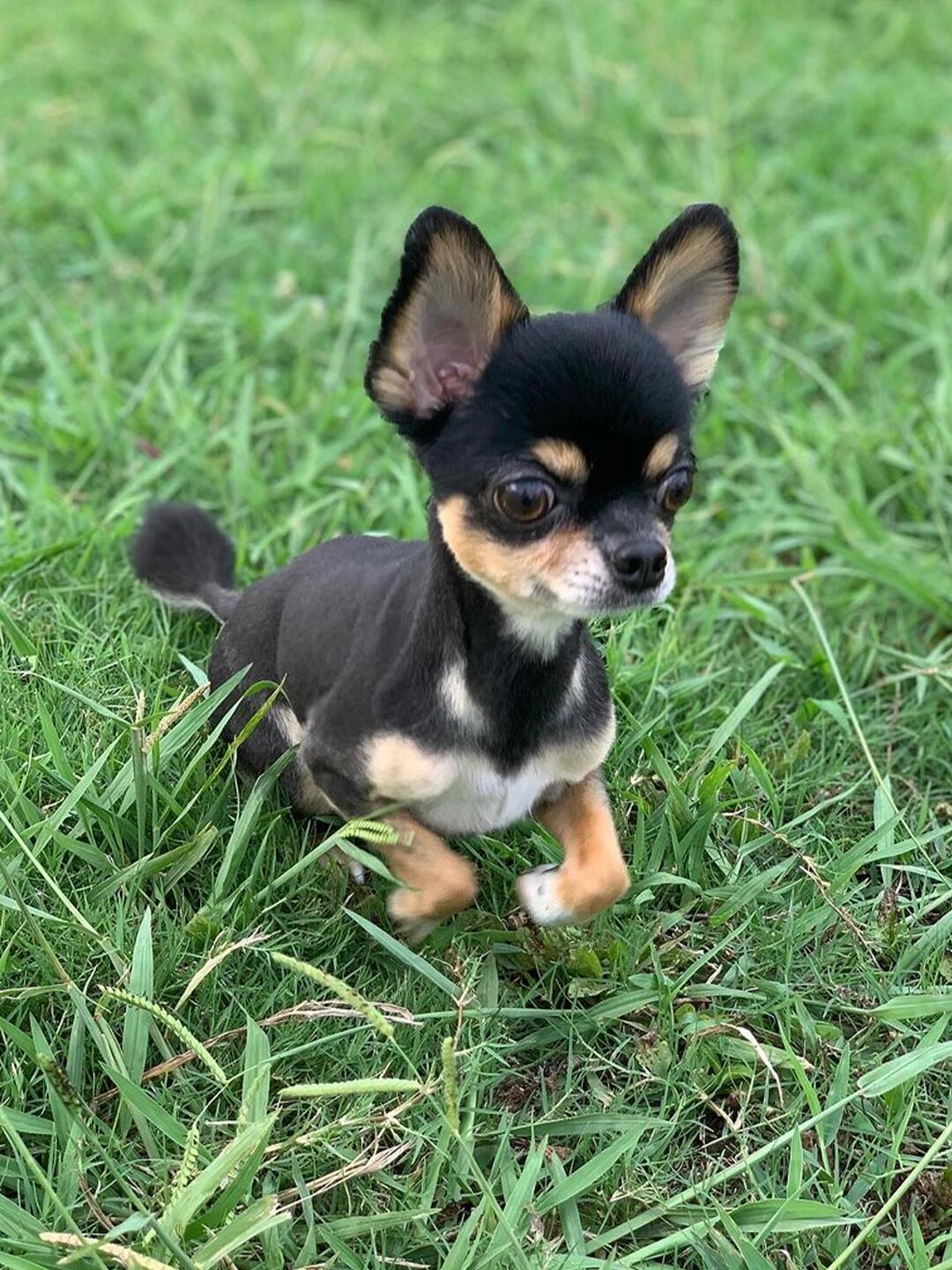 狗狗基因库|每日一狗|小巧可爱吉娃娃