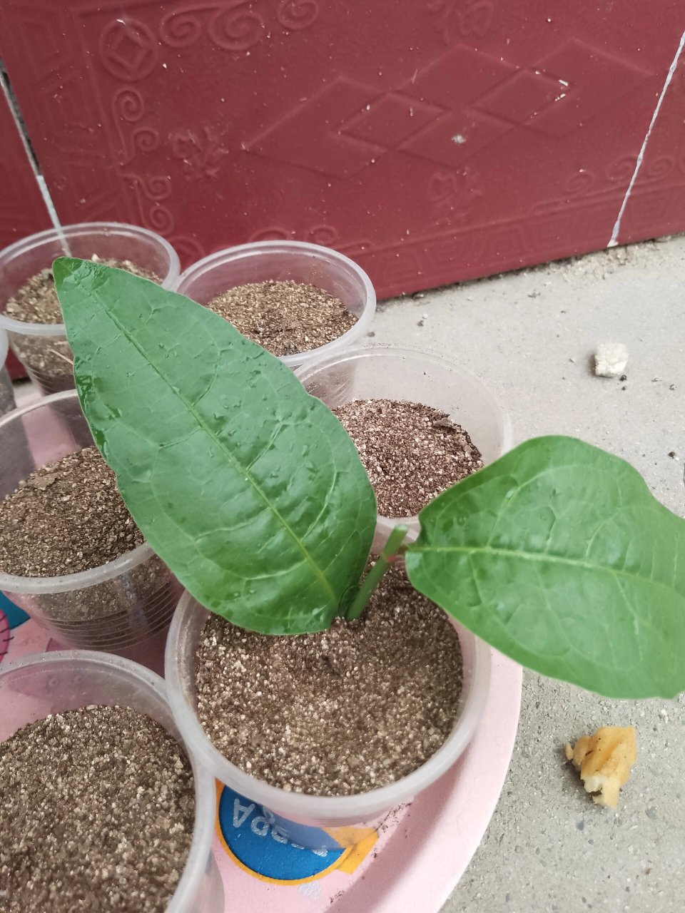 我把它重剪了,修剪的枝条没舍得丢,拿来扦插了,这次红雪花扦插,采用了