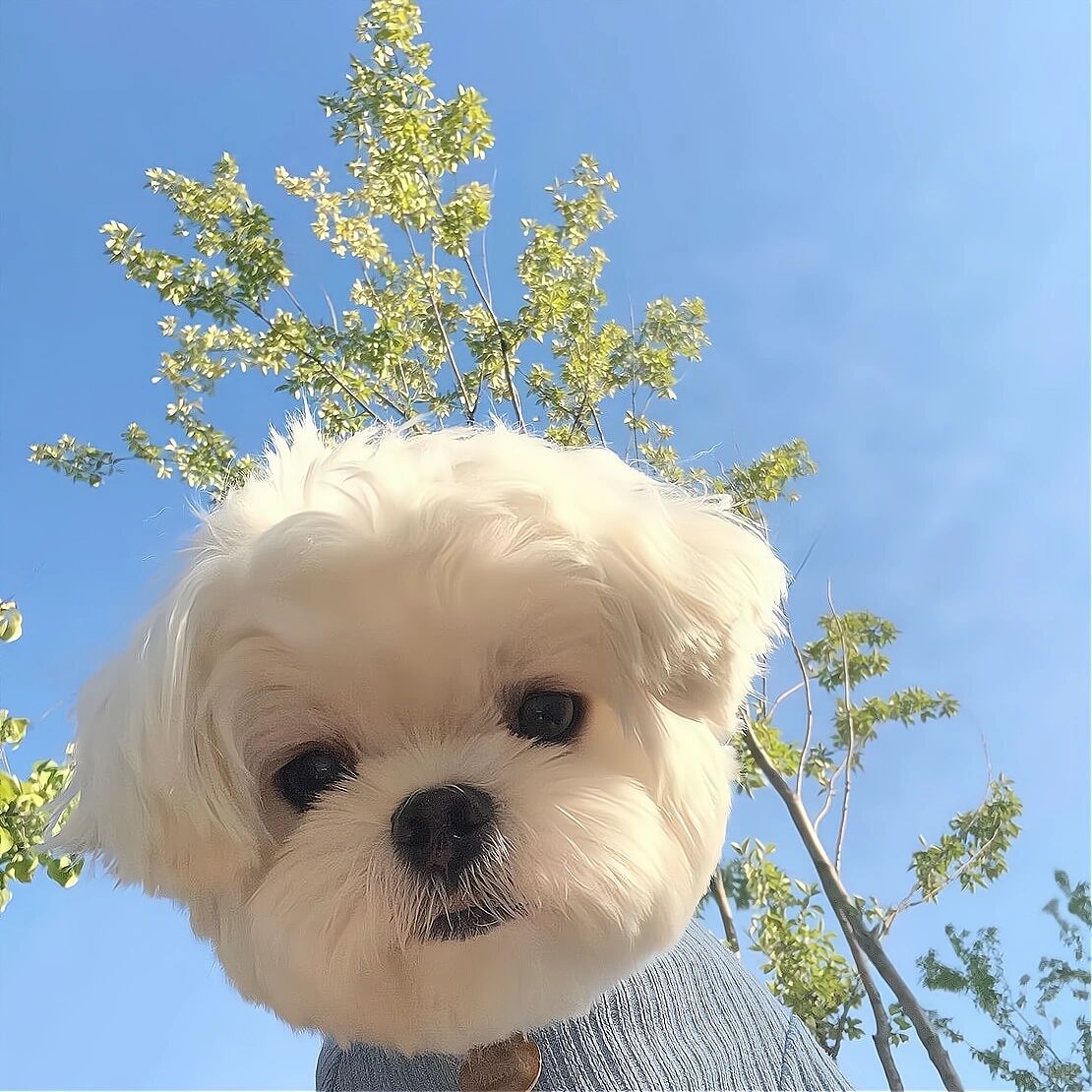 女生头像 可爱狗狗头像 萌妹头像 潮图集