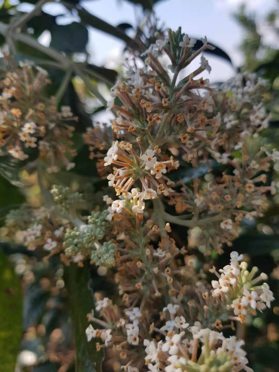 染饭花的种类图片