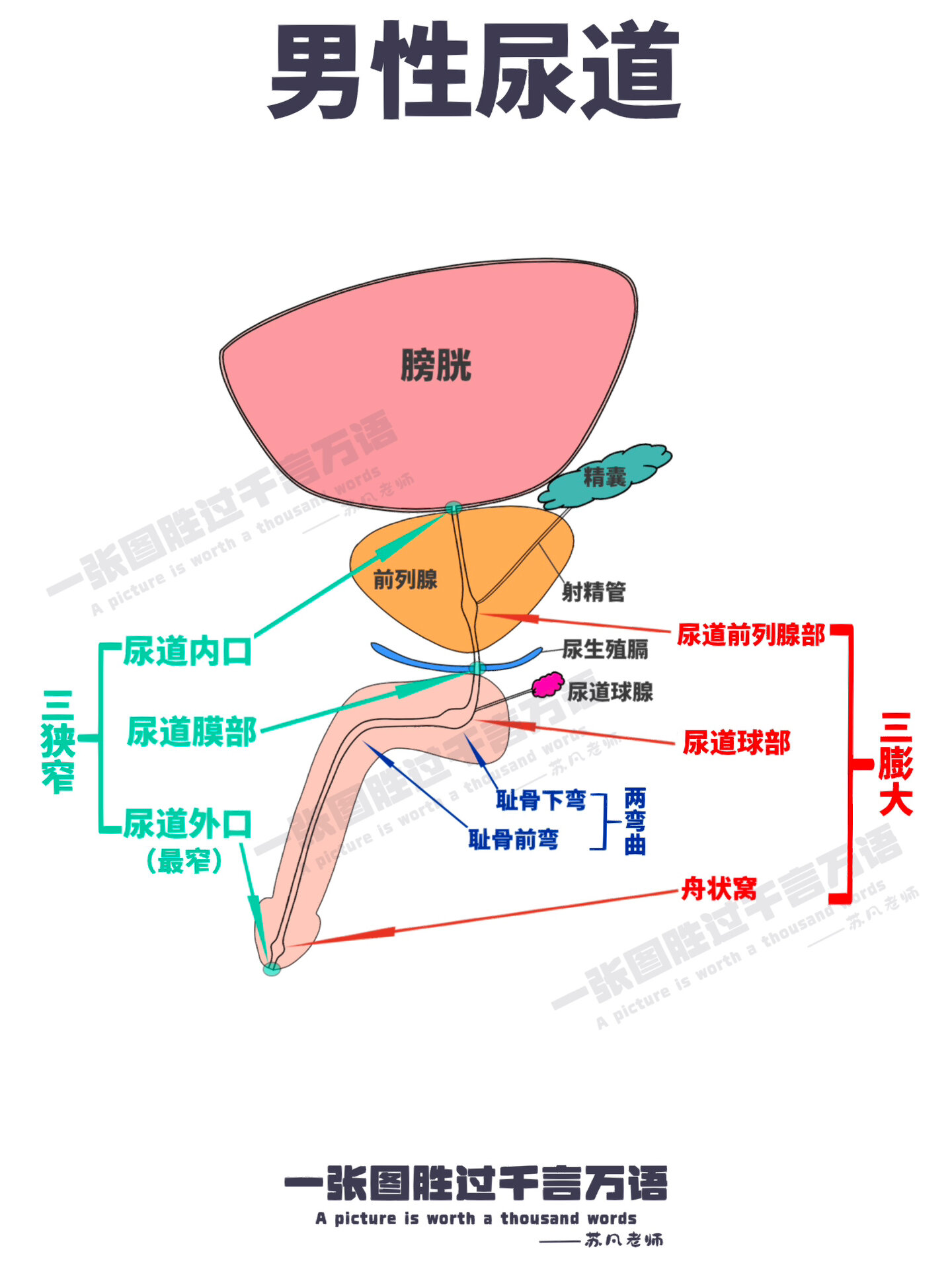 男性尿道