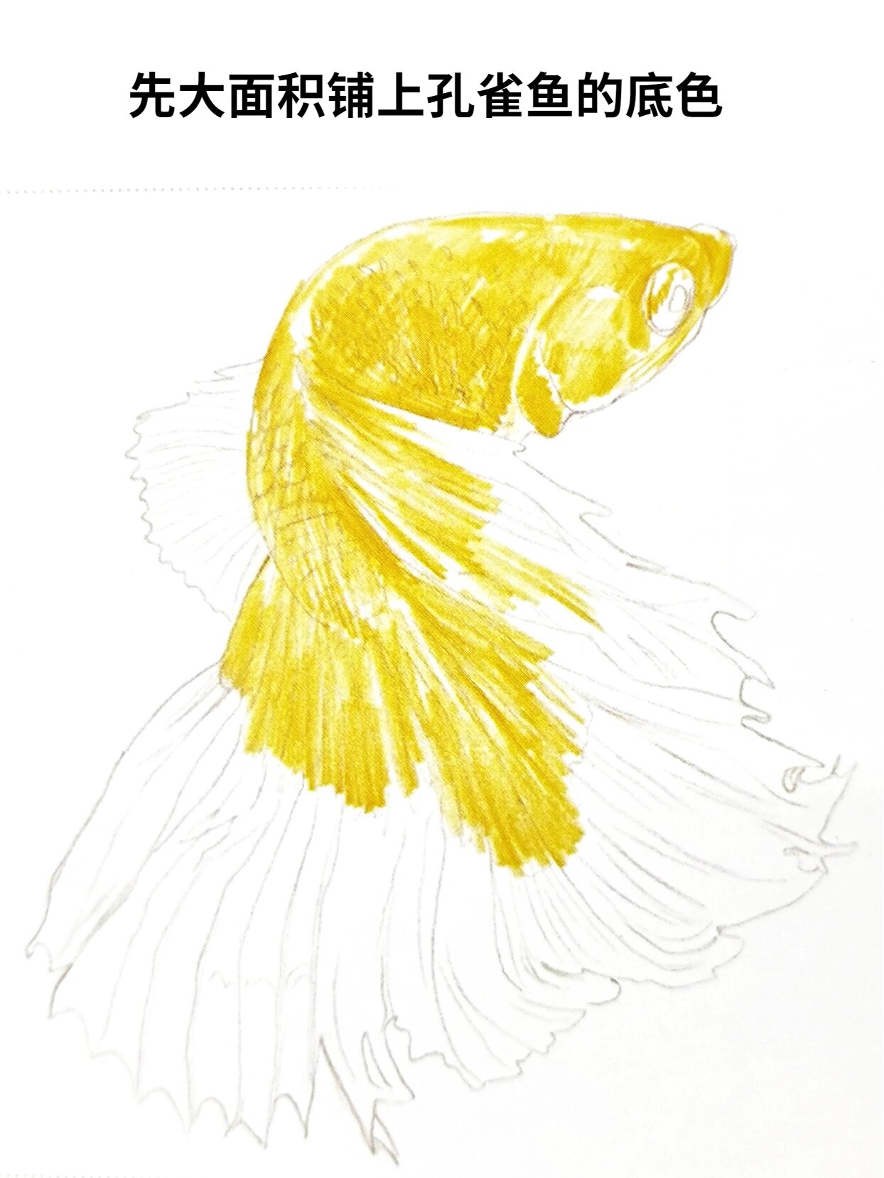 彩铅动物—孔雀鱼【内附详细图文解析