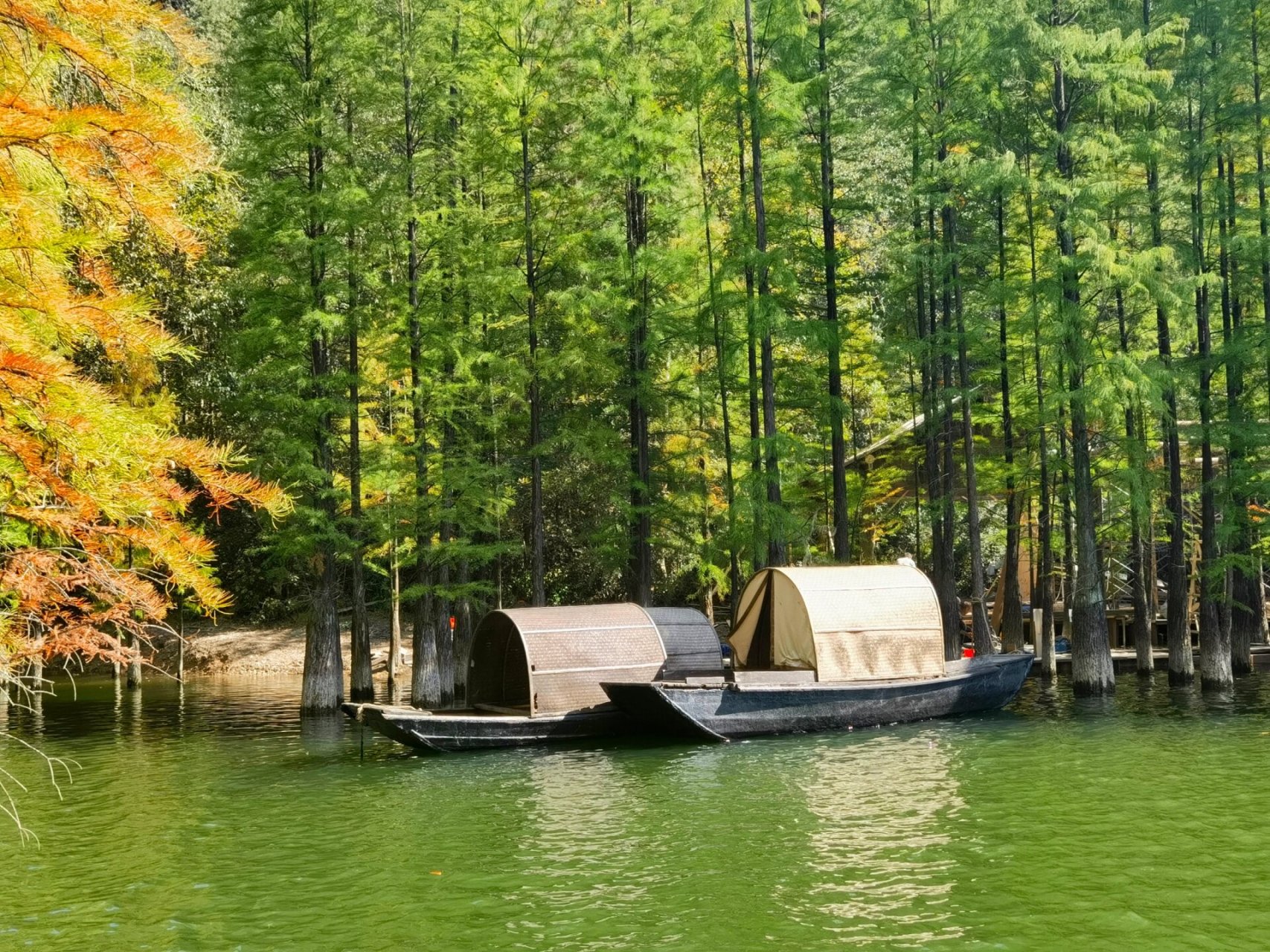 义乌水杉林朝阳水库