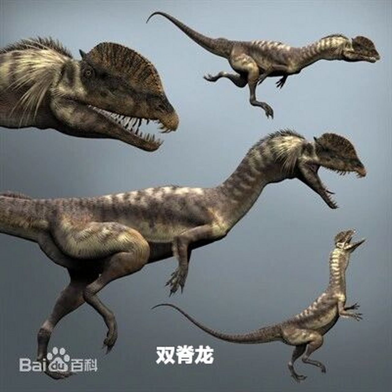 双脊龙简介 中国双脊龙又名双冠龙是恐龙的一种,属于食肉恐龙,体长