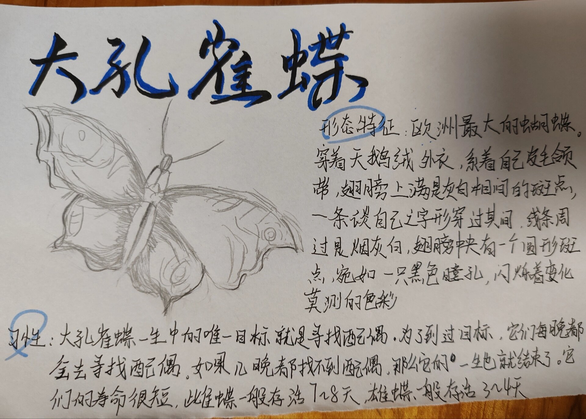 昆虫记昆虫档案一一大孔雀蝶