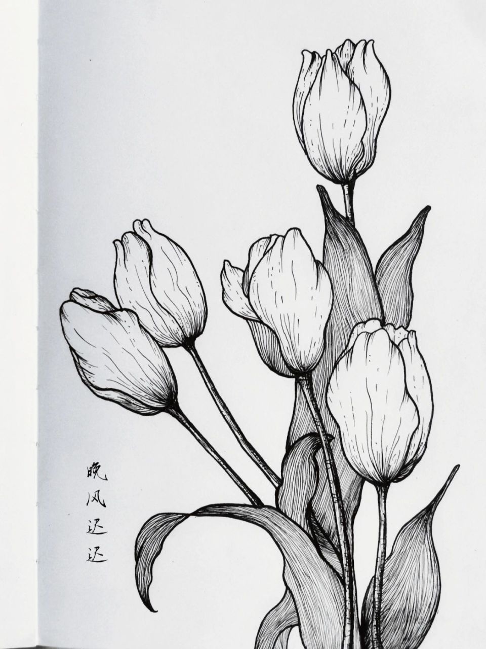 93黑白线描花卉丨郁金香丨附步骤 1