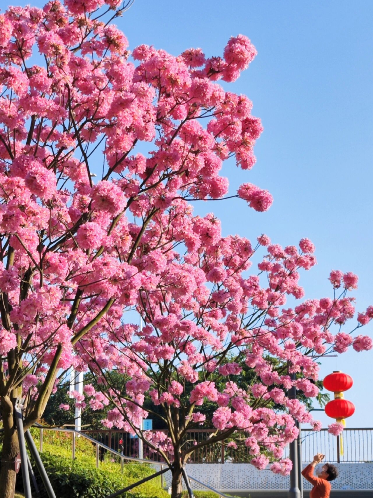 风铃木花海图片