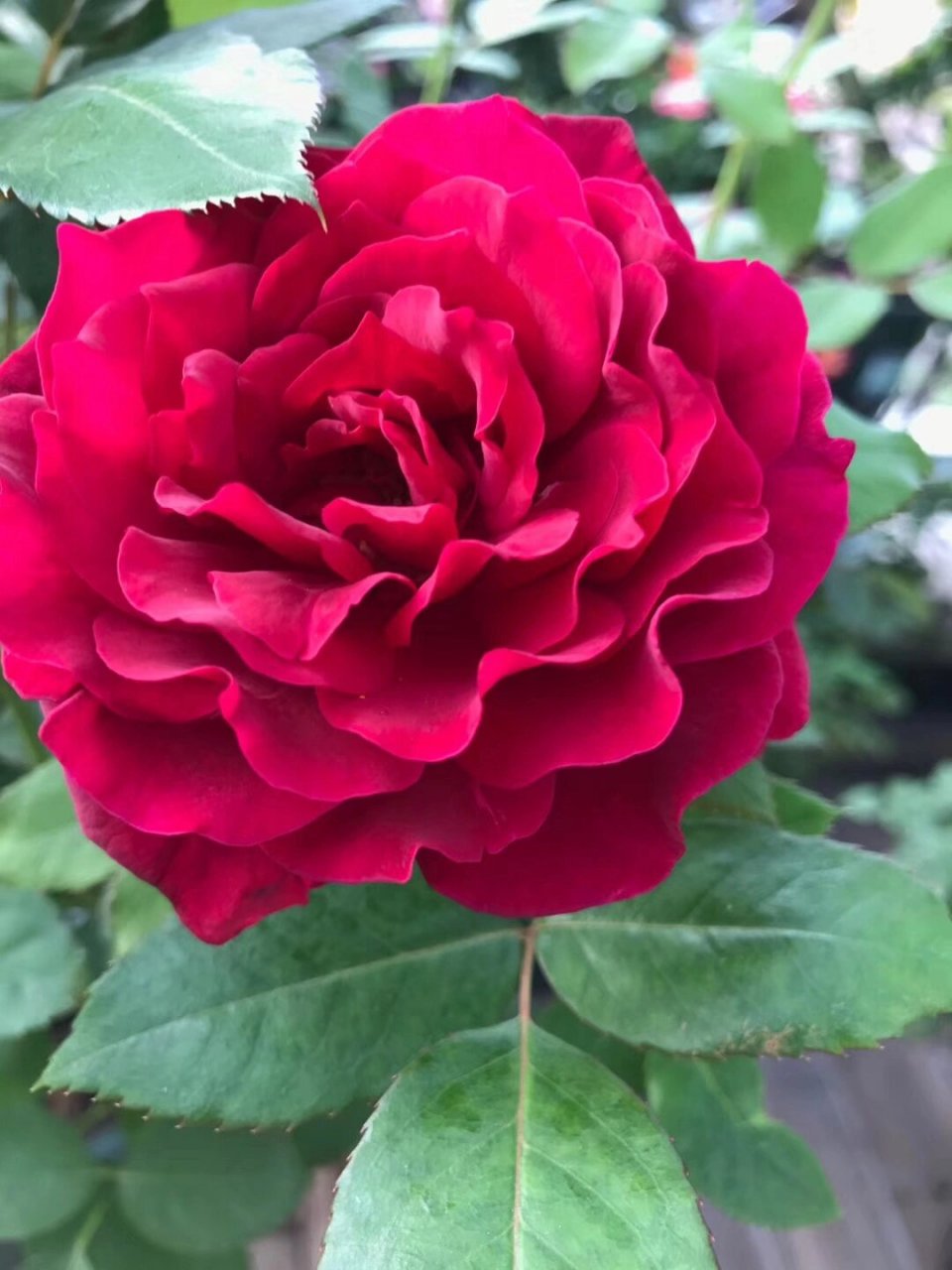 最爱月季系列41 詹尼斯 花径11-14厘米,淡香味,多季重复开花,抗病性强