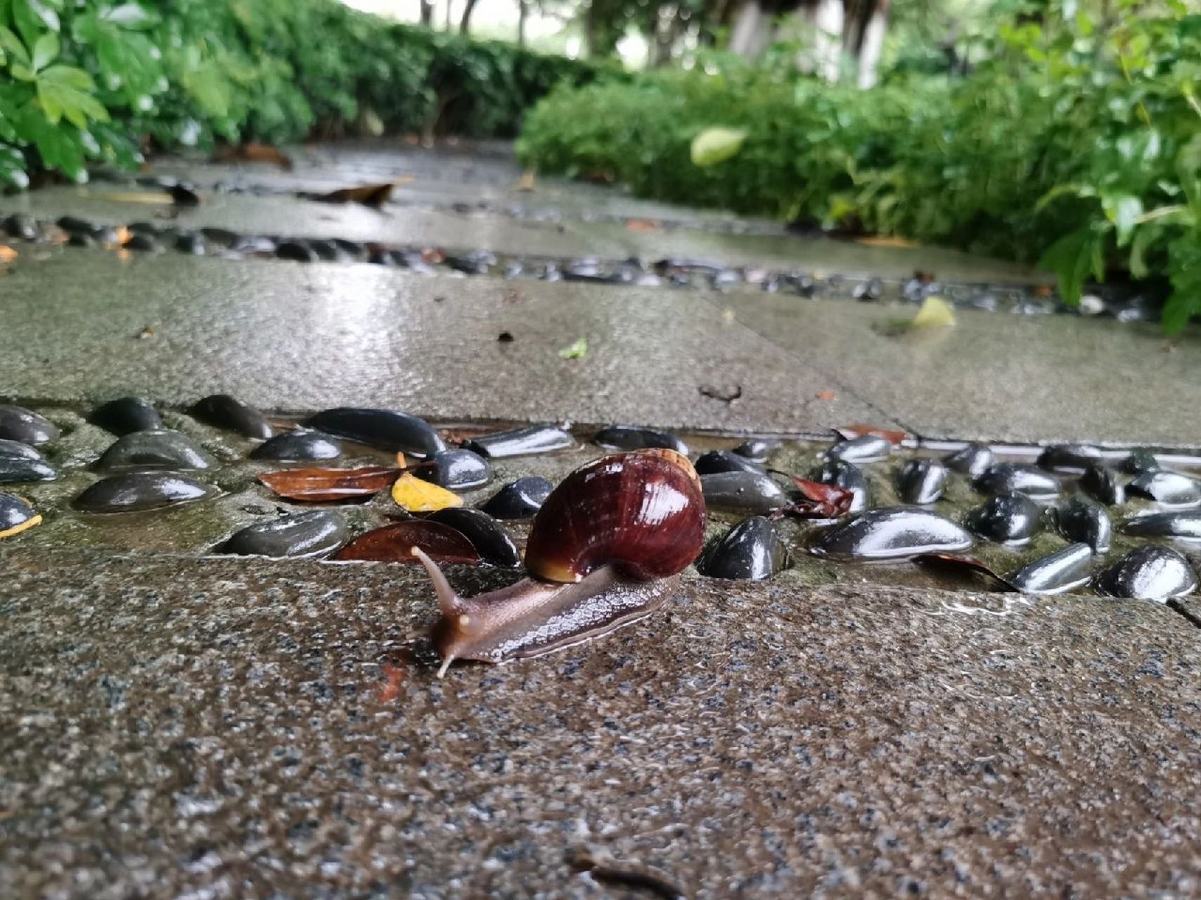 应该不能吃,不然早就不见它们踪影了.