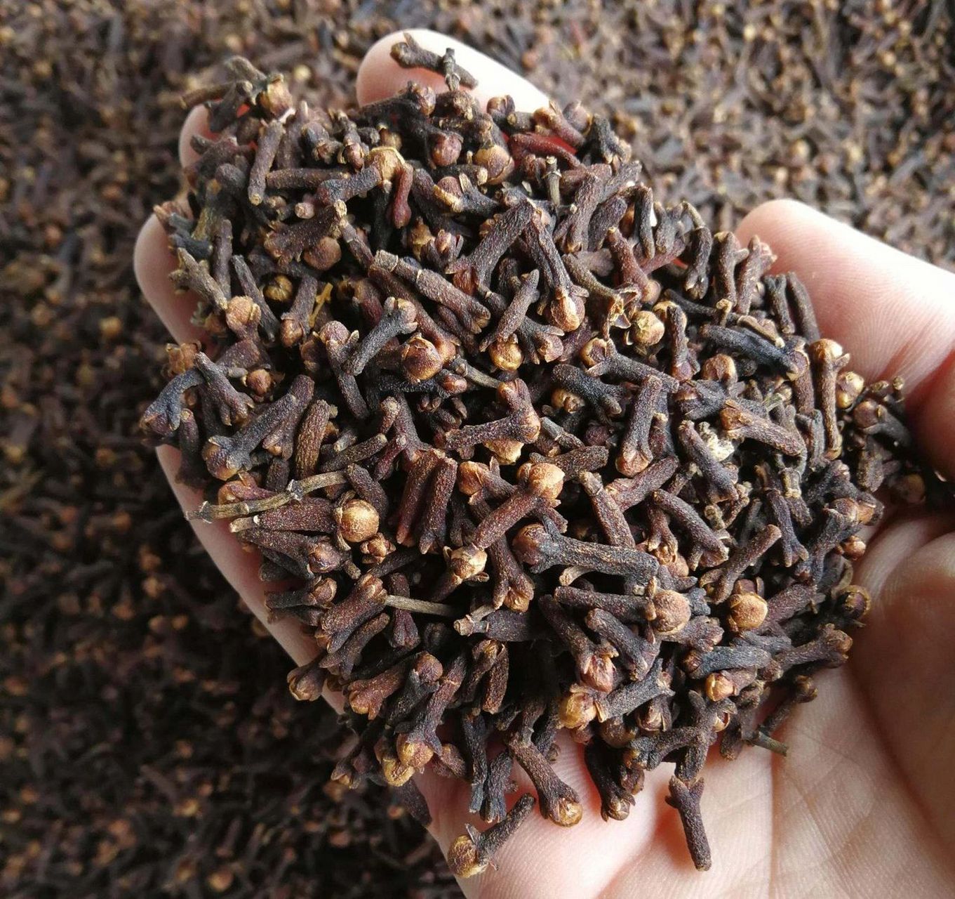 认识香料丁子香 香料丁香是桃金娘科蒲桃属植物的干燥花蕾.