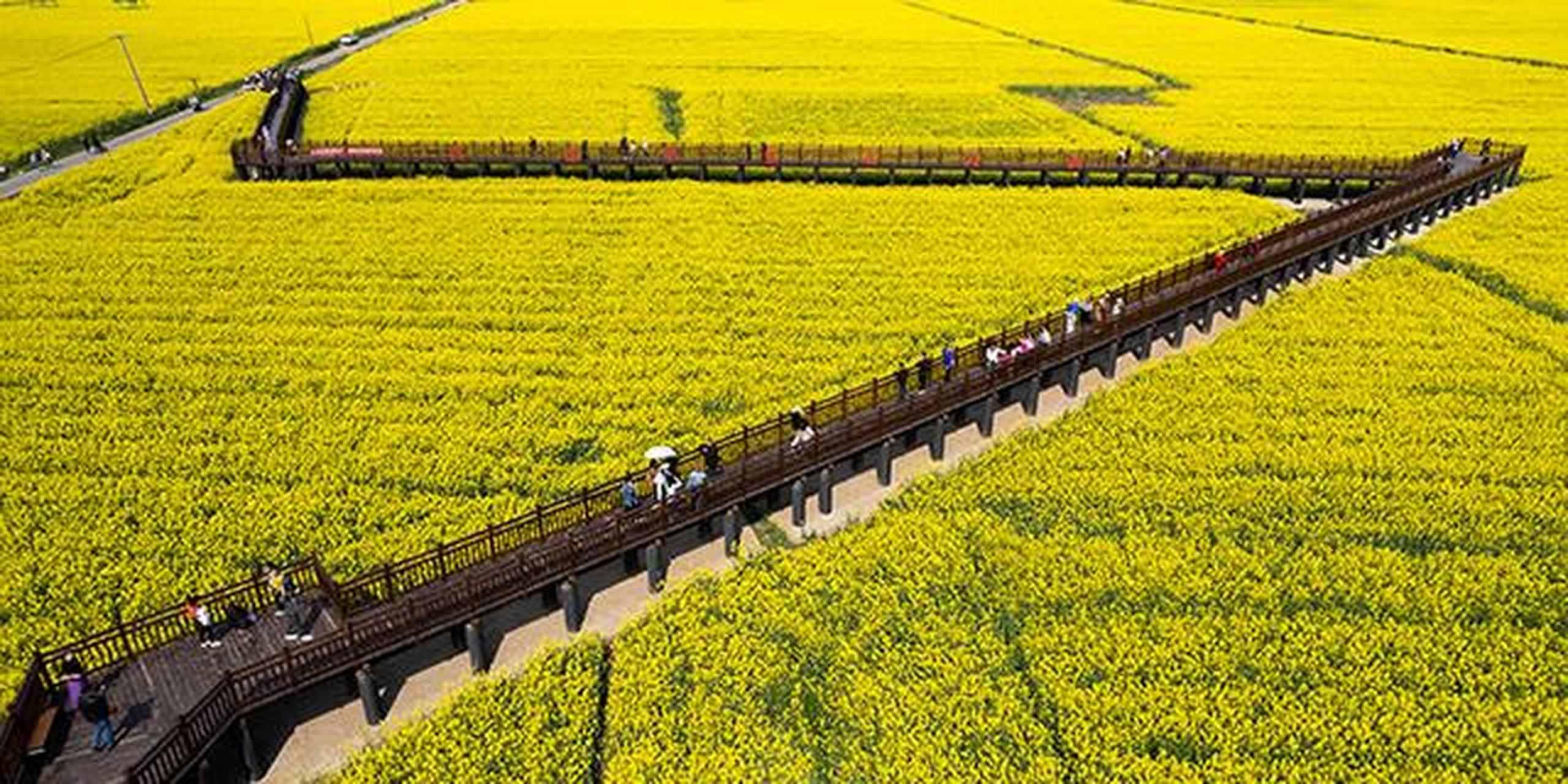 十美堂油菜花观光基地图片