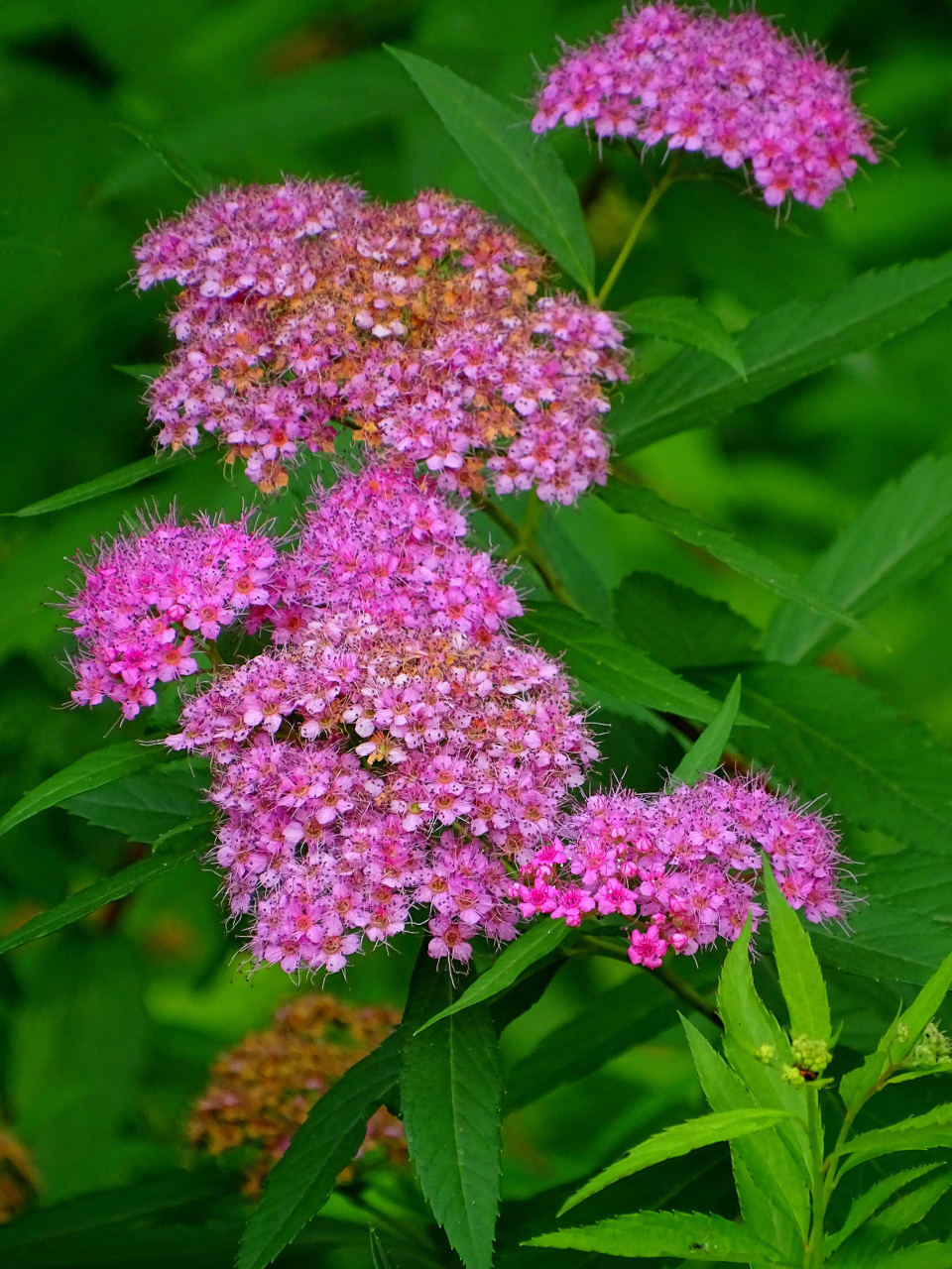 "粉花绣线菊", 拍摄于城东公园.