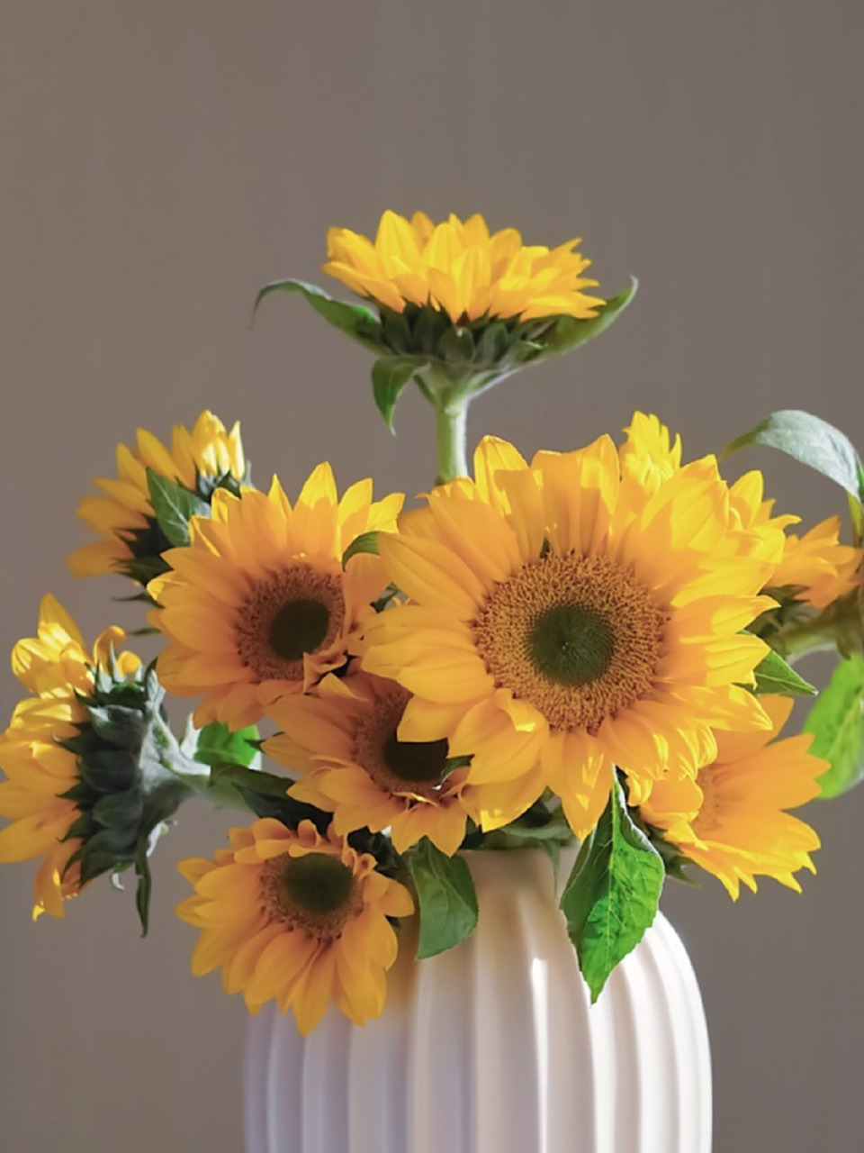 插花98|暖暖的冬—绿心迷你向日葵美的发光～ 心向太阳,处处阳光 很