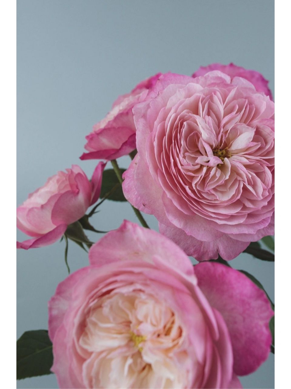 这款美到无法呼吸的月季|康斯坦茨95 9501david austin roses