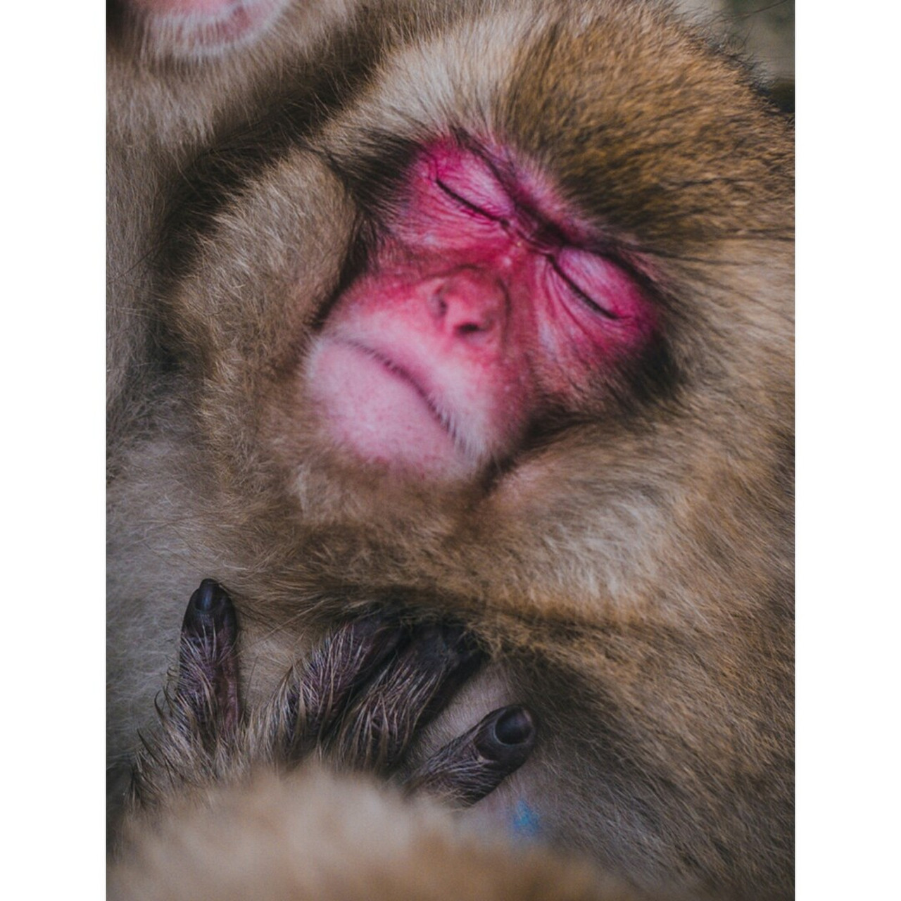 世界上唯一75一处猴子专用温泉75地狱谷温泉 #地狱谷野猿公苑