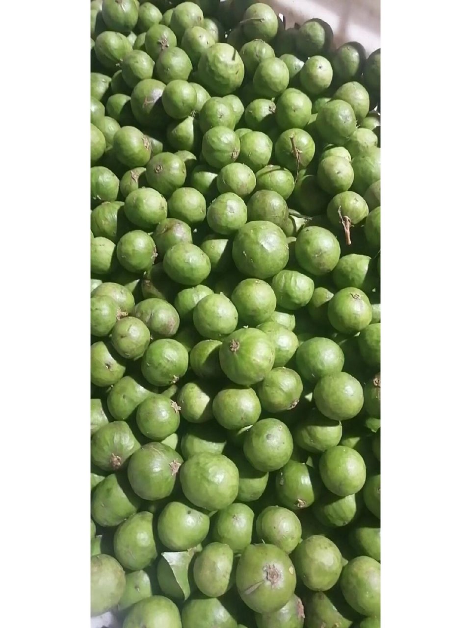 新鲜腌制银捻果  儿时味道 下饭开胃优零食 新鲜仁面果～早上摘晚上