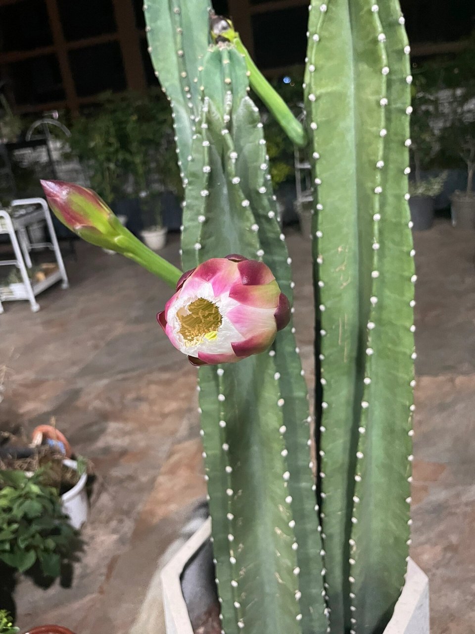 量天尺开花全过程 量天尺开花,花语:无尽的未来,吉祥富贵.