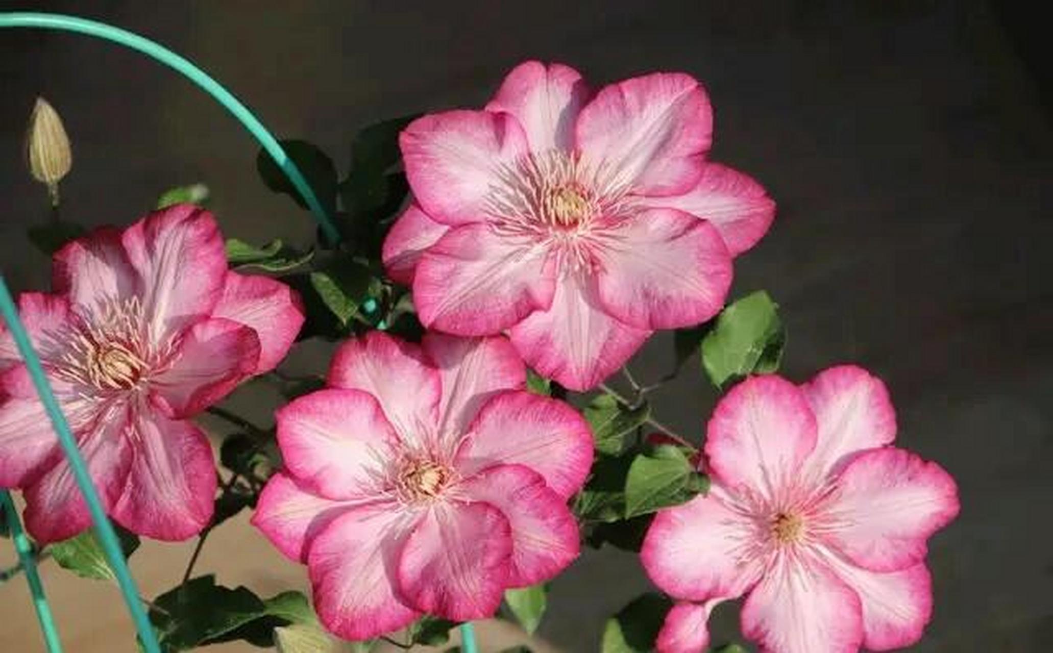 又美又仙又玲珑丰花的"解放"铁线莲 "解放",也叫"自由.