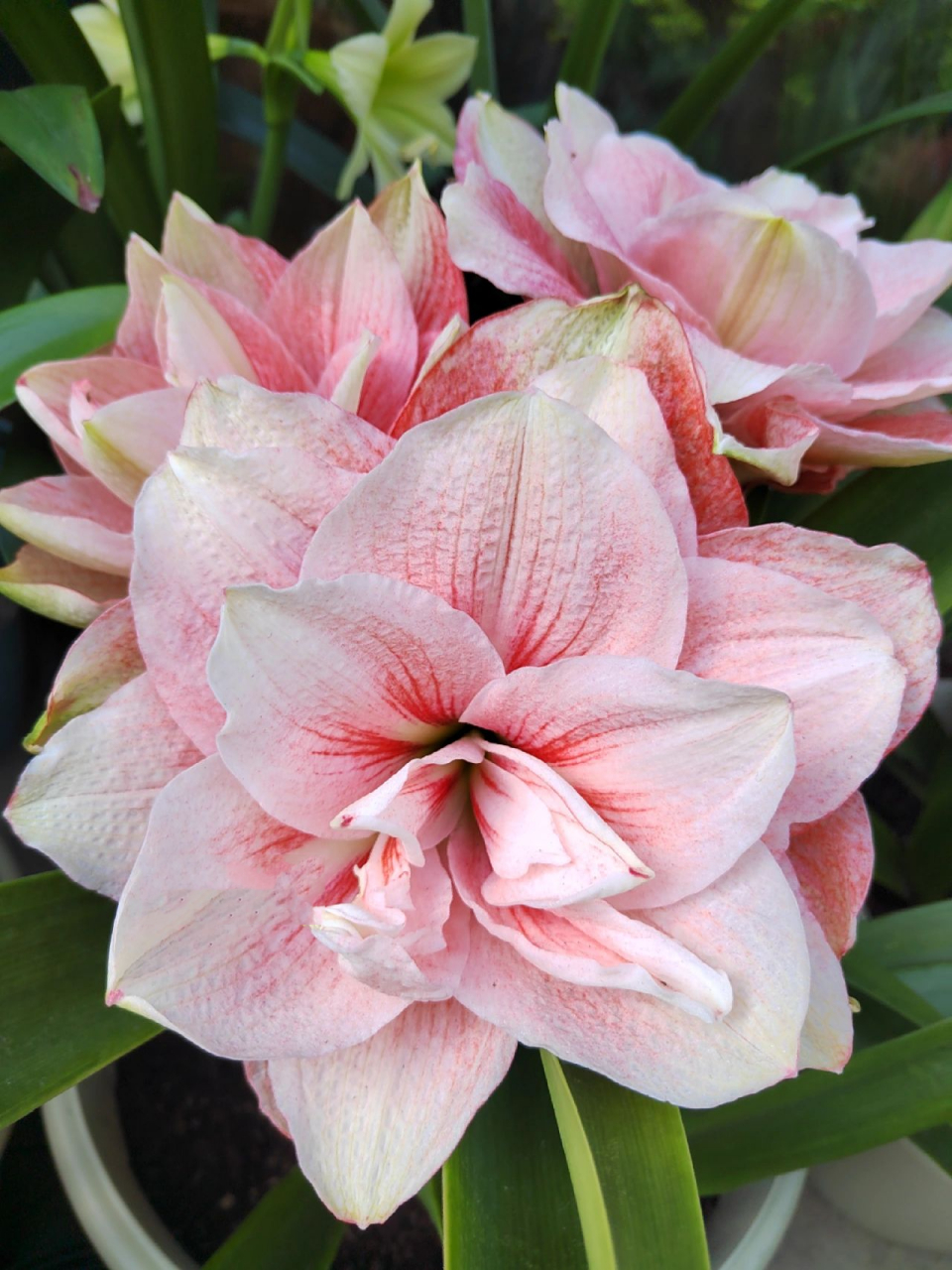 朱顶红"粉色荣耀" "粉色荣耀"的春花(前六)和秋花(后三),是我手里唯一