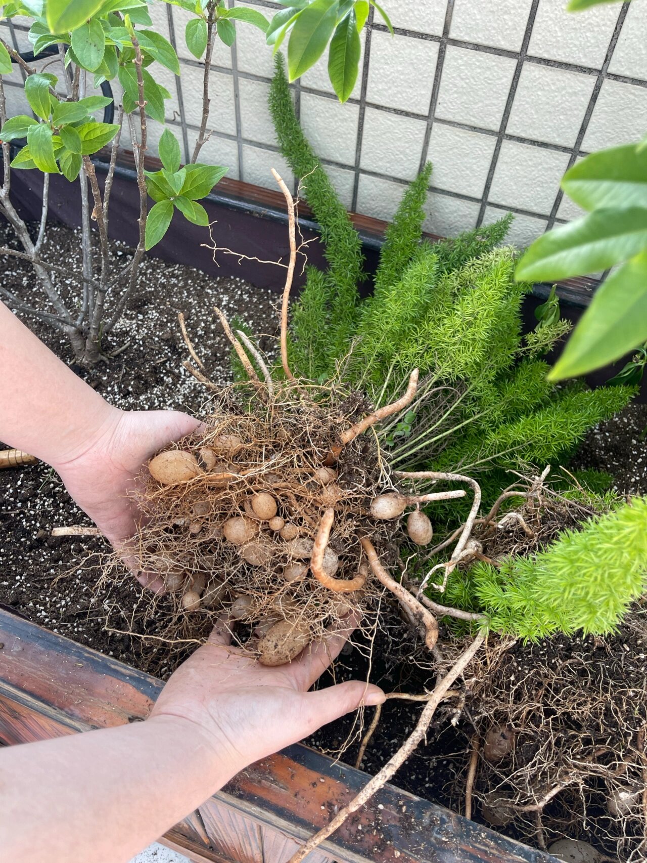 狐尾天门冬的根可以吃吗