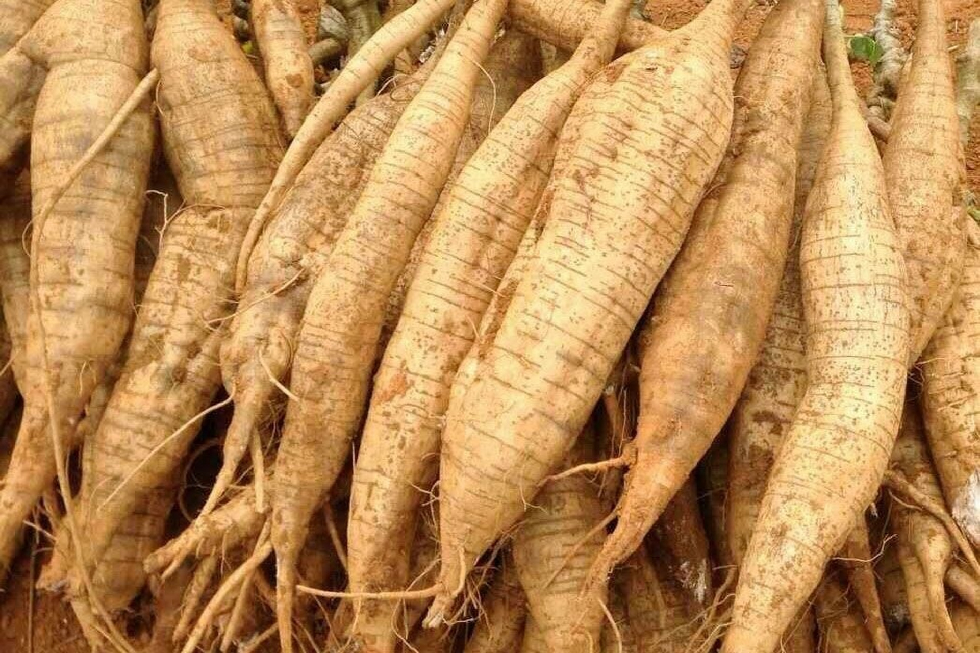 葛根/葛 葛/葛根 葛:豆科,葛属多年生草质藤本植物,块根肥厚圆柱状,叶