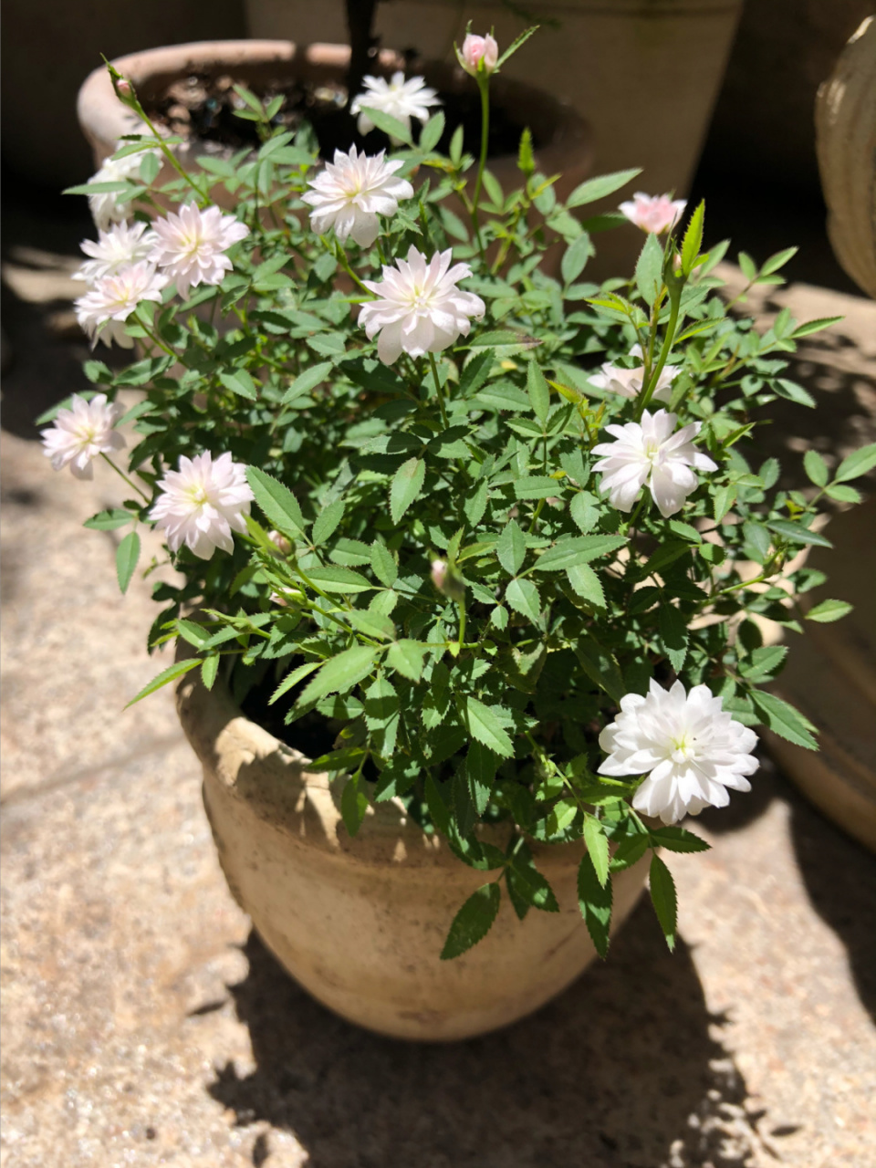 史上最mini的月季-姬乙女,花朵指甲大小 春天时花友送我一盆迷你月季