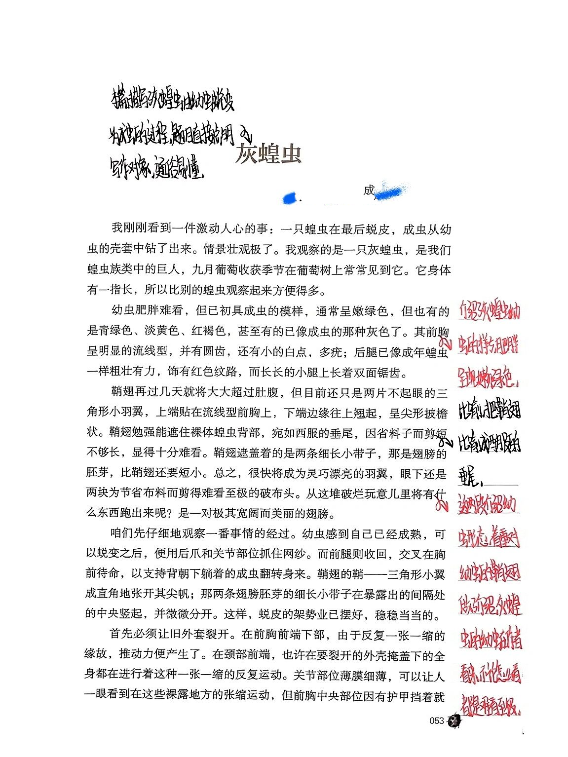 昆虫记|1.6灰蝗虫