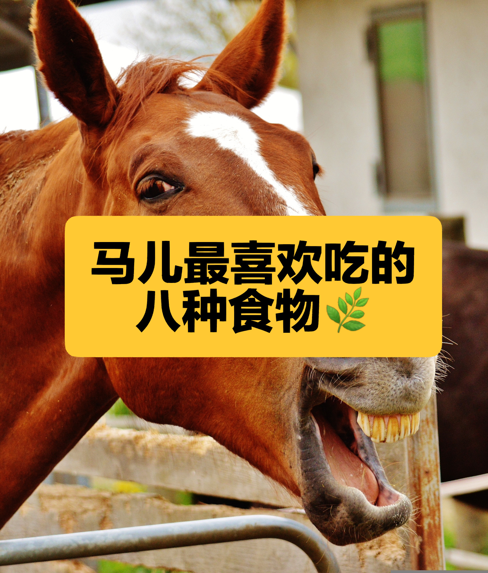 马场的趣事7️⃣马儿最喜欢吃的八种食物