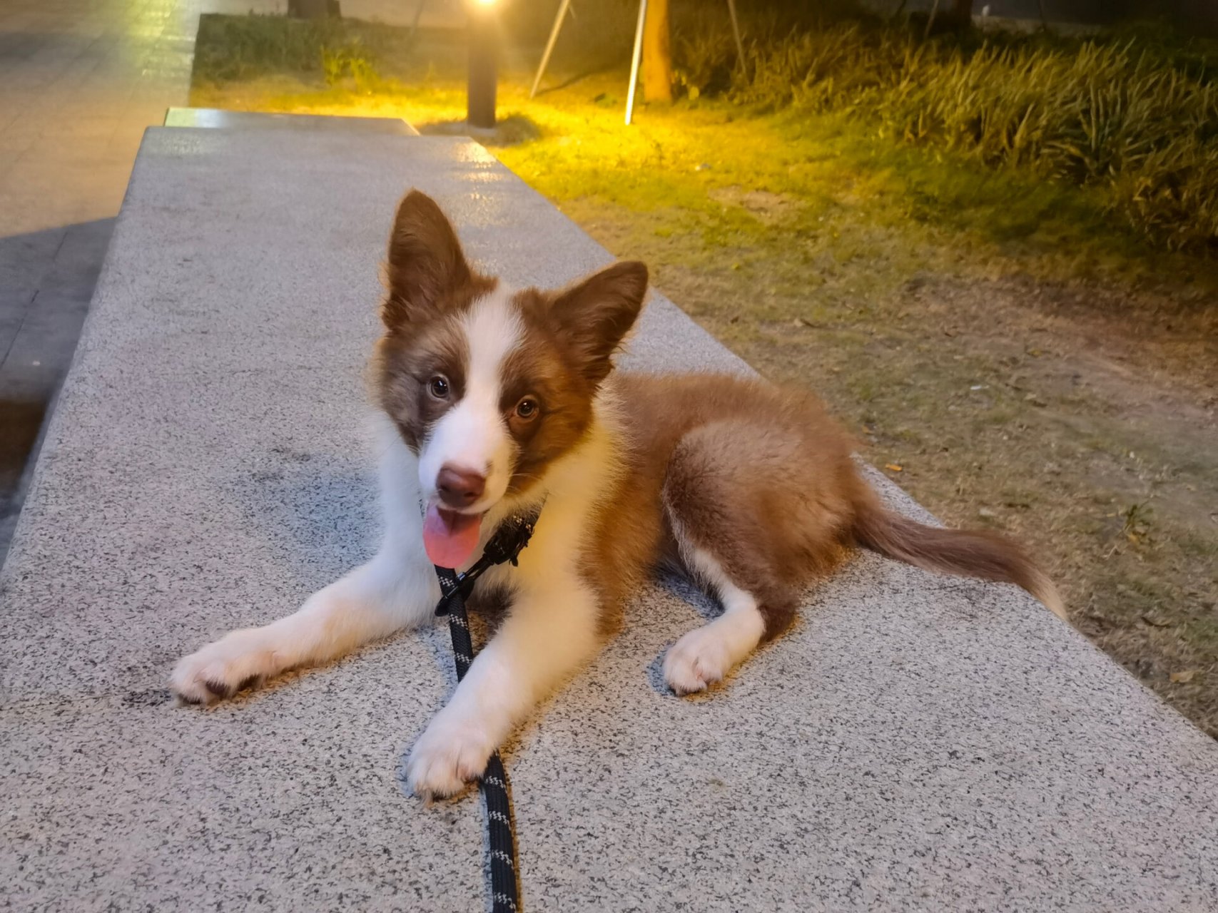 三个月边牧幼犬换毛尴尬期 边边三个月带出去遛,别人都问狗狗的毛发