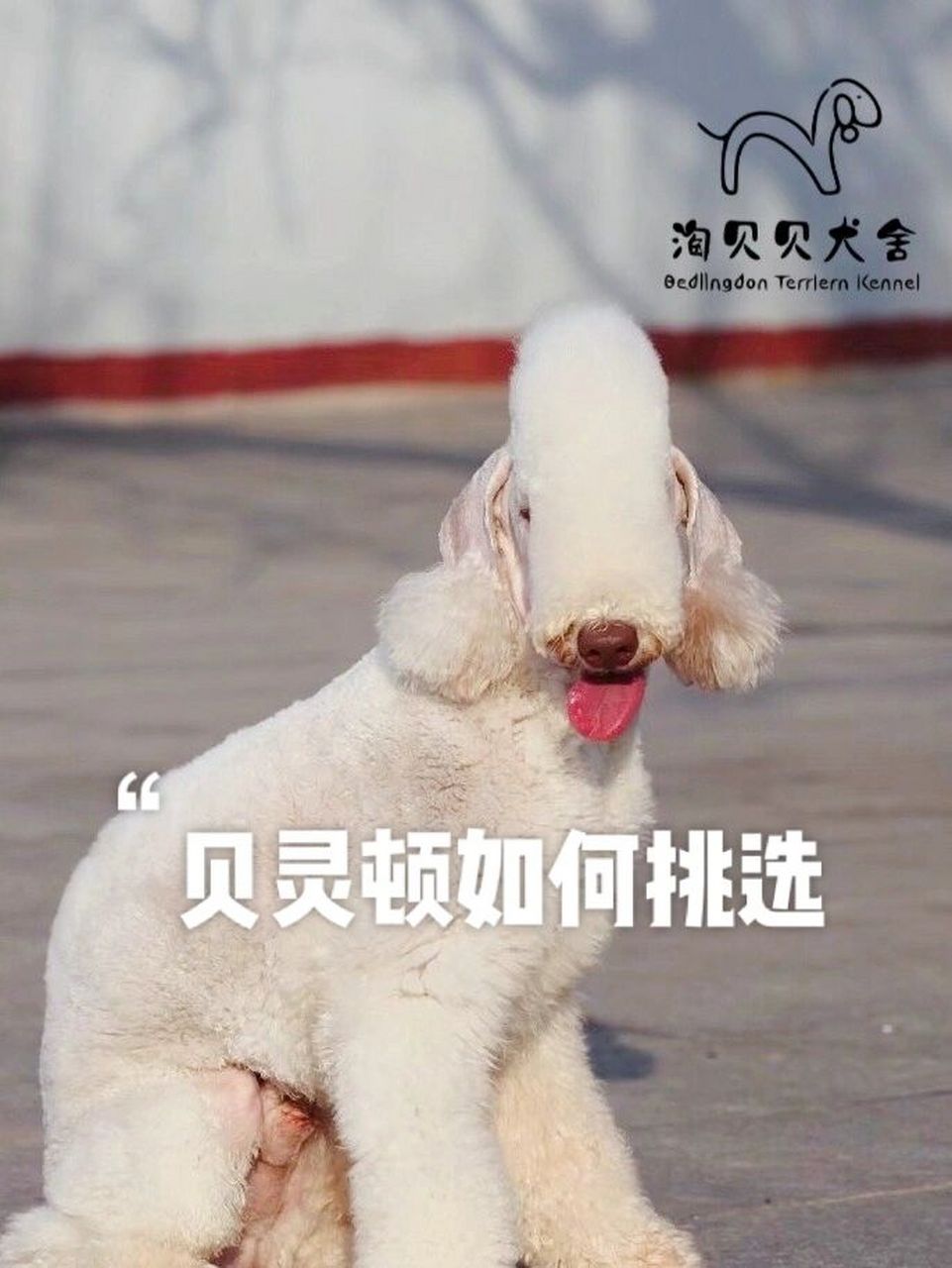 怎样挑选小贝灵顿梗? 贝灵顿梗犬勇敢,性情稳定,容易训练.
