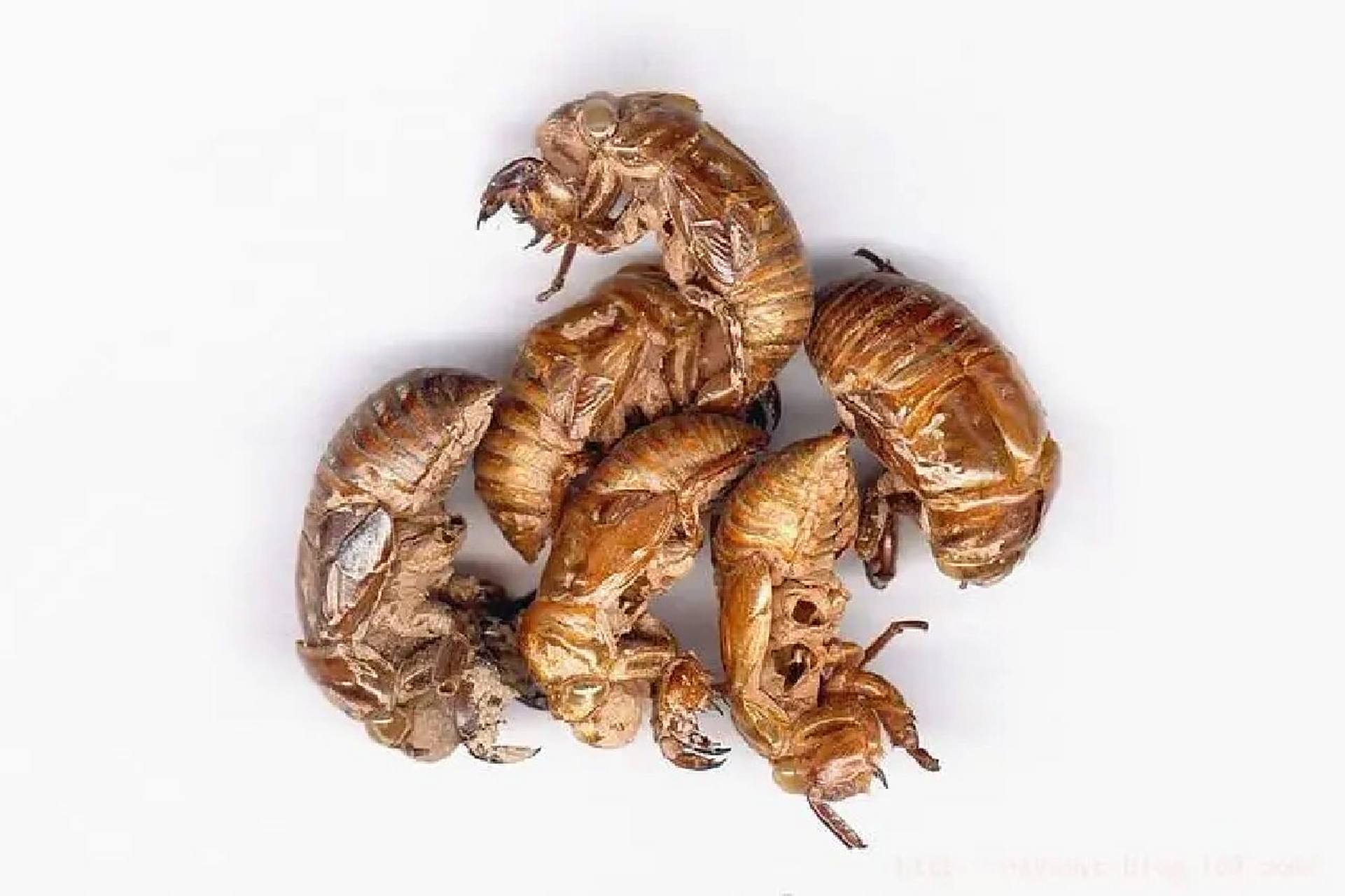 养生药膳:蝉蜕丹皮粥 原料:蝉蜕,丹皮各15克,牛蒡子10克,大米100克. 