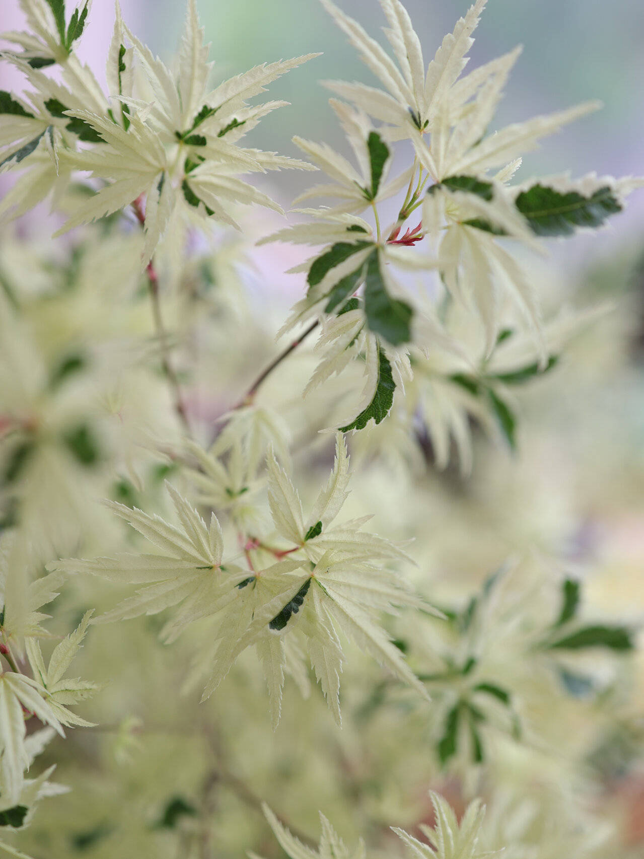 爱枫成疯93———美成一片白色"俄勒冈枫树