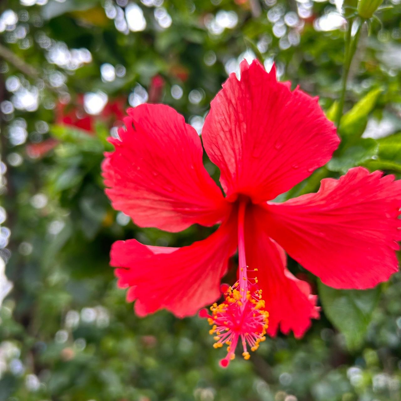 朱槿花!南宁市的市花 朱槿花,象征着凝聚,绽放,繁荣的美好寓意!