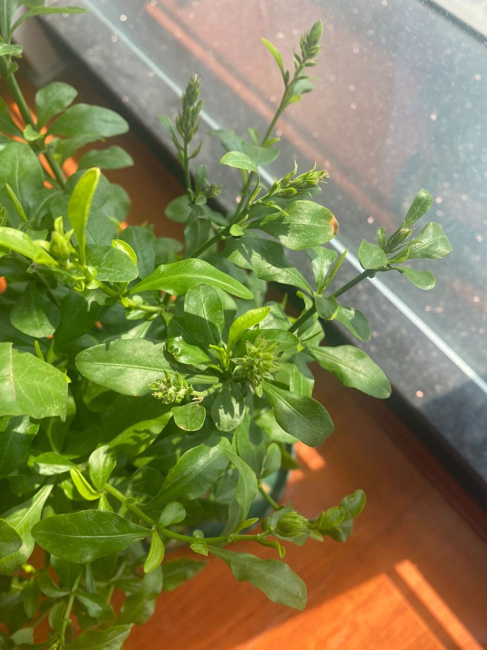 蓝雪花,出了好多花苞,就是不开花,还焦苞!