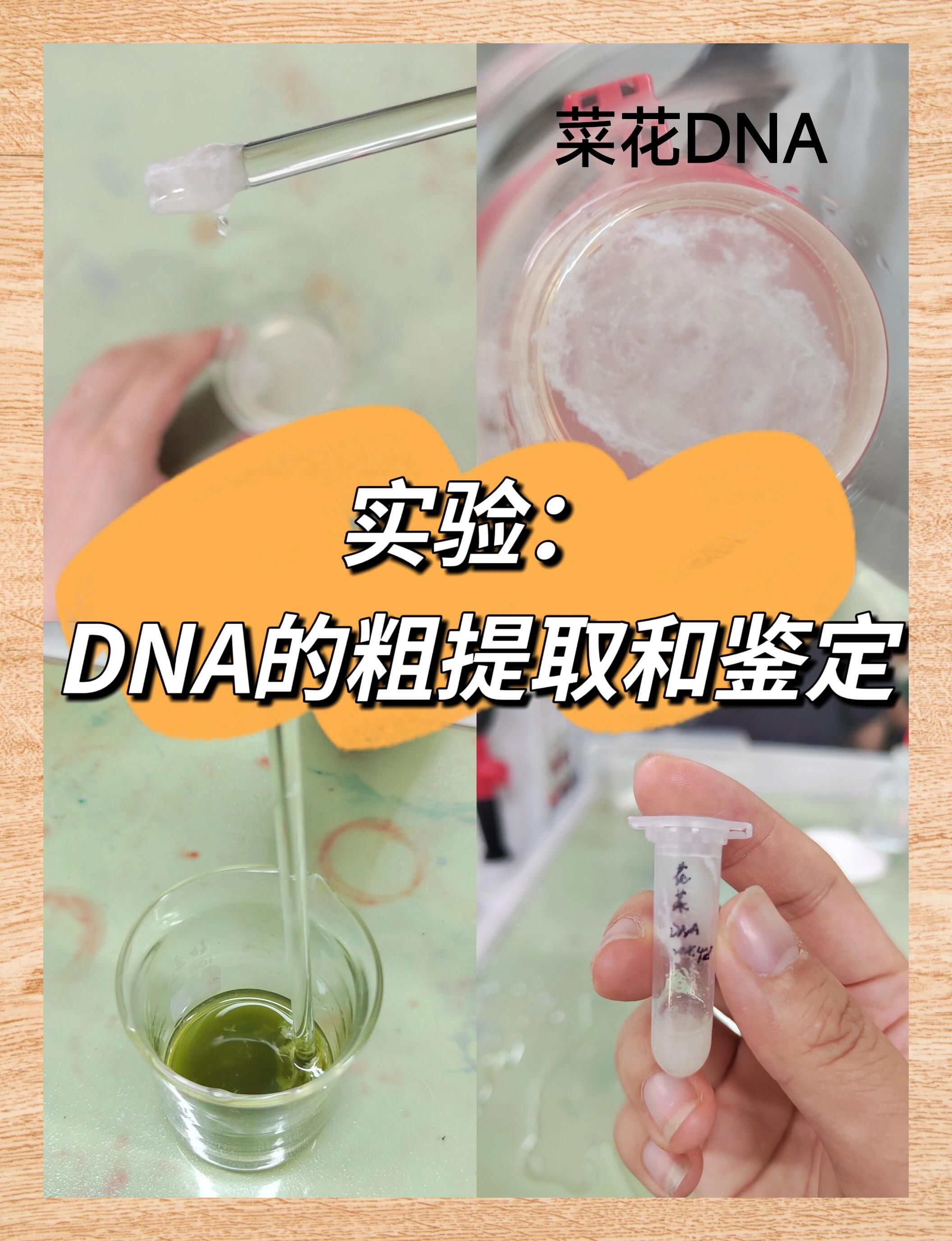 dna粗提取与鉴定实验要点提示