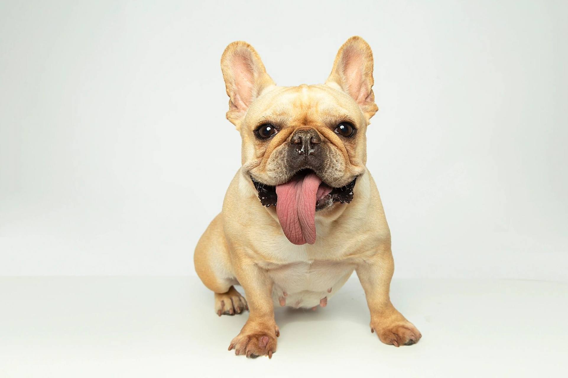 萌宠照～法斗～狗狗证照片   一只一岁多的狗狗,拍摄期间93全程都在