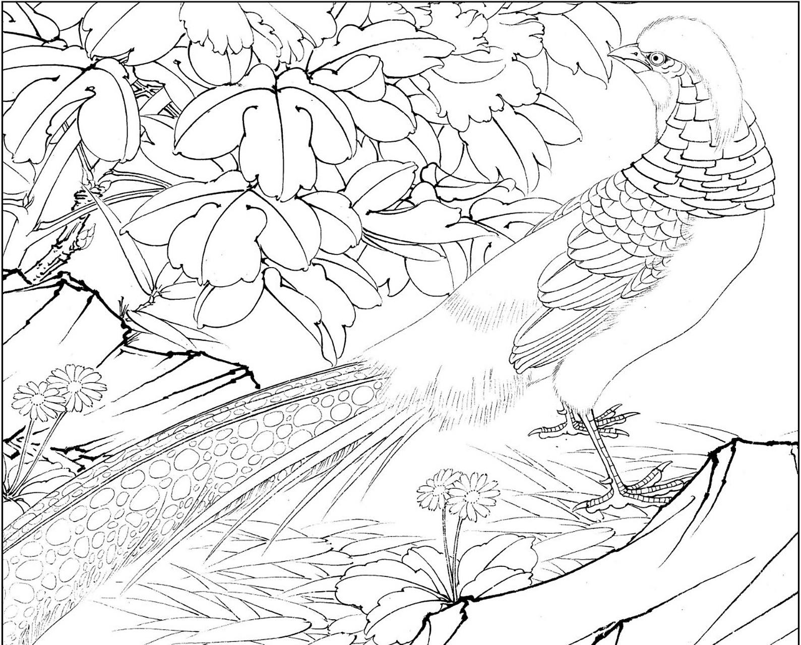 工笔画步骤分享(鸟类设色步骤——锦鸡) 概述:红腹锦鸡为中型陆禽.