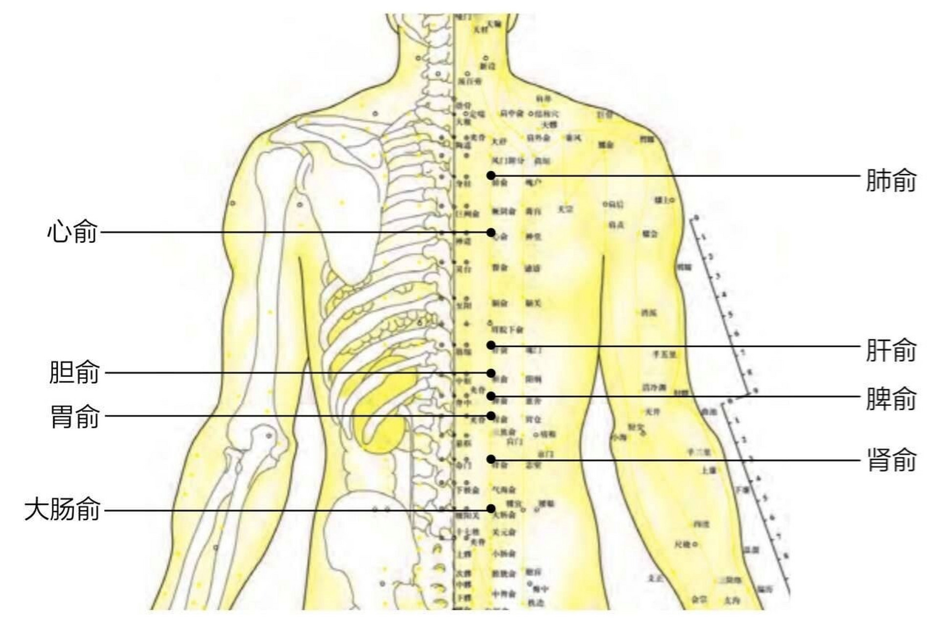 人体背俞穴对应的病症 由于背俞穴与各脏腑相通,所以当脏腑出现病变后