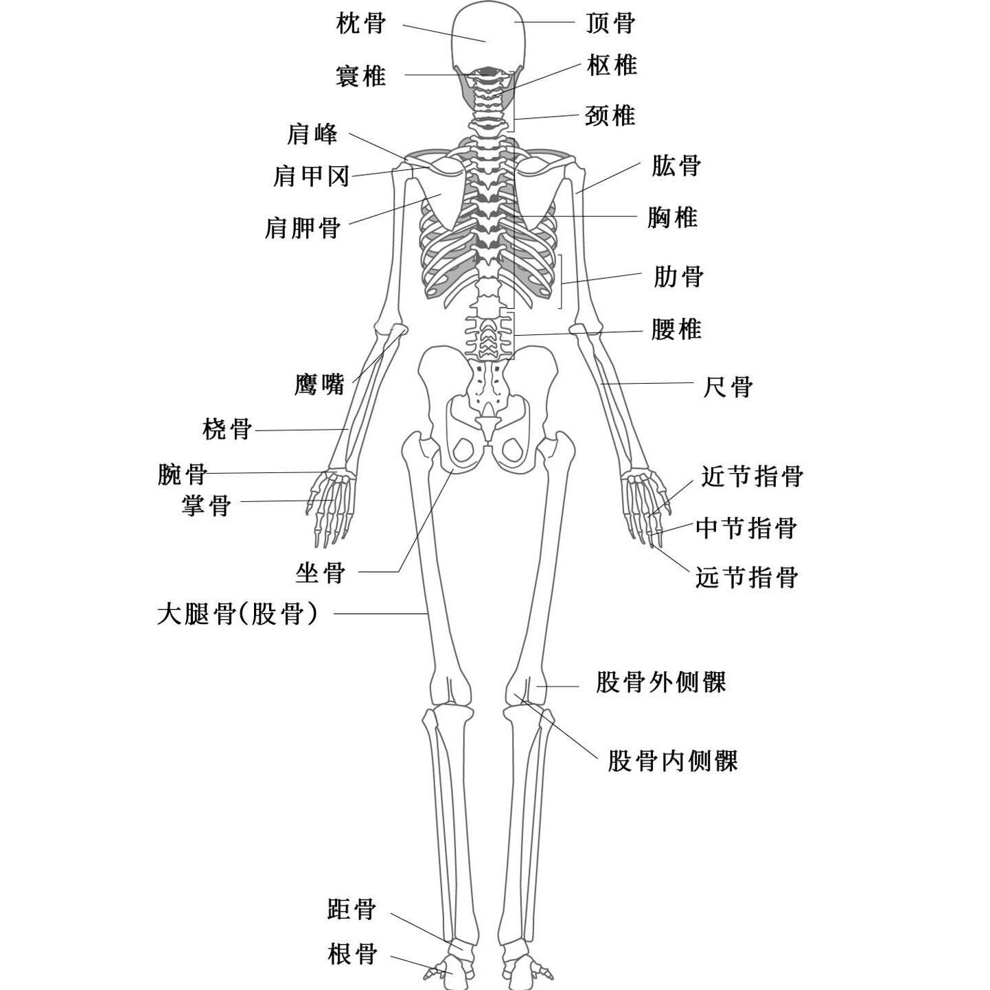 人体骨骼结构图🦴名称以及数量
