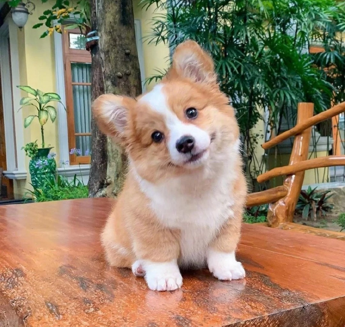 看了这么多总结的经验,养过的朋友帮忙看看是不是这样啊 柯基底盘低