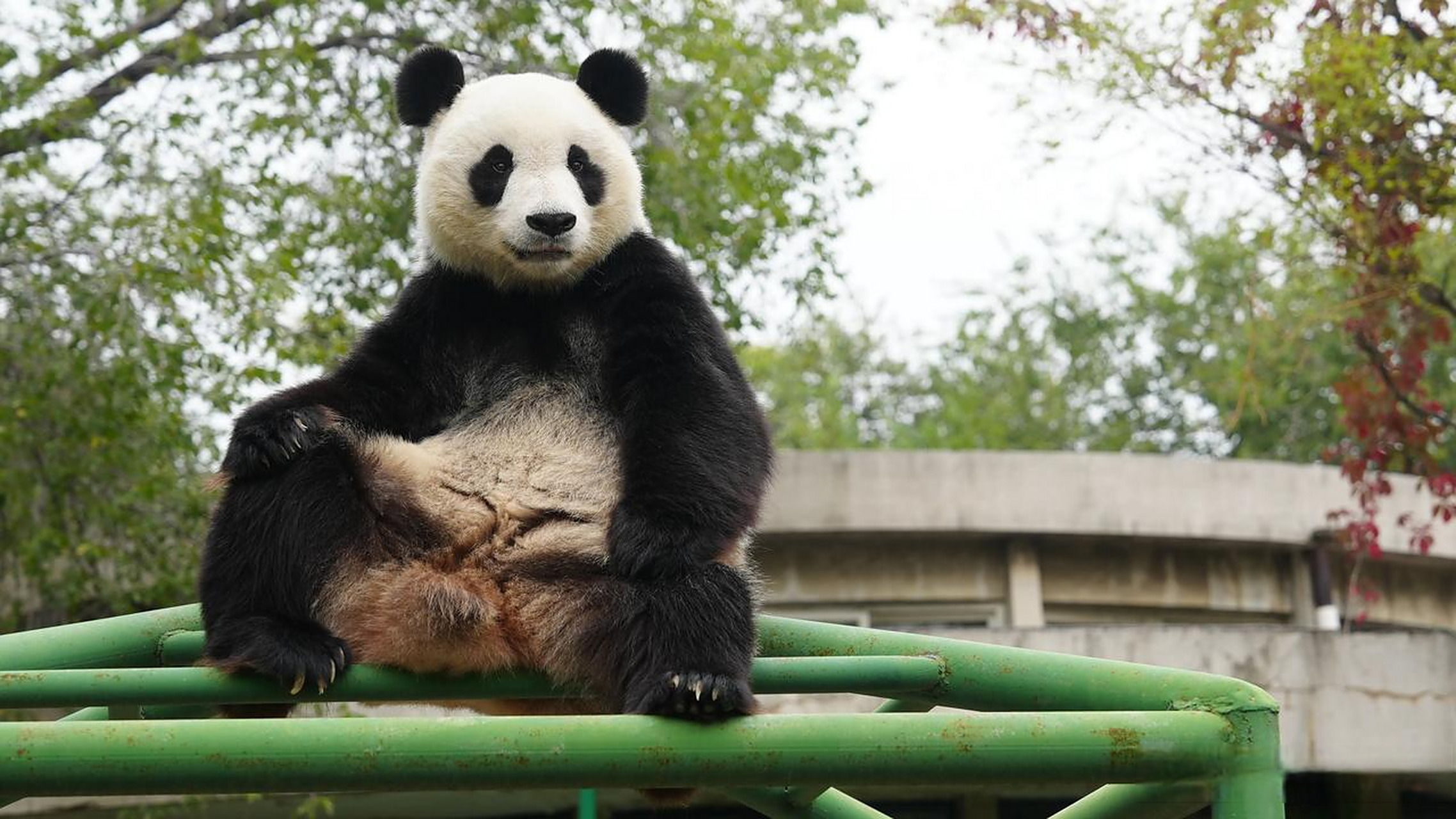 收藏天津动物园大熊猫喜乐霸气的坐姿大熊猫喜乐
