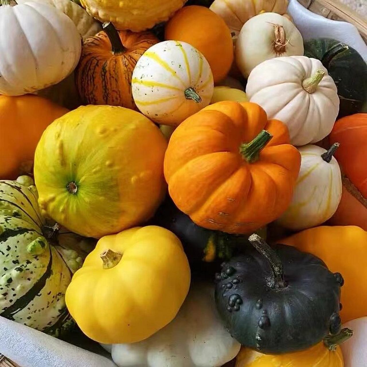 收集了好多好看的南瓜图片 好喜欢,但是买不到,超预算,图片来自网络