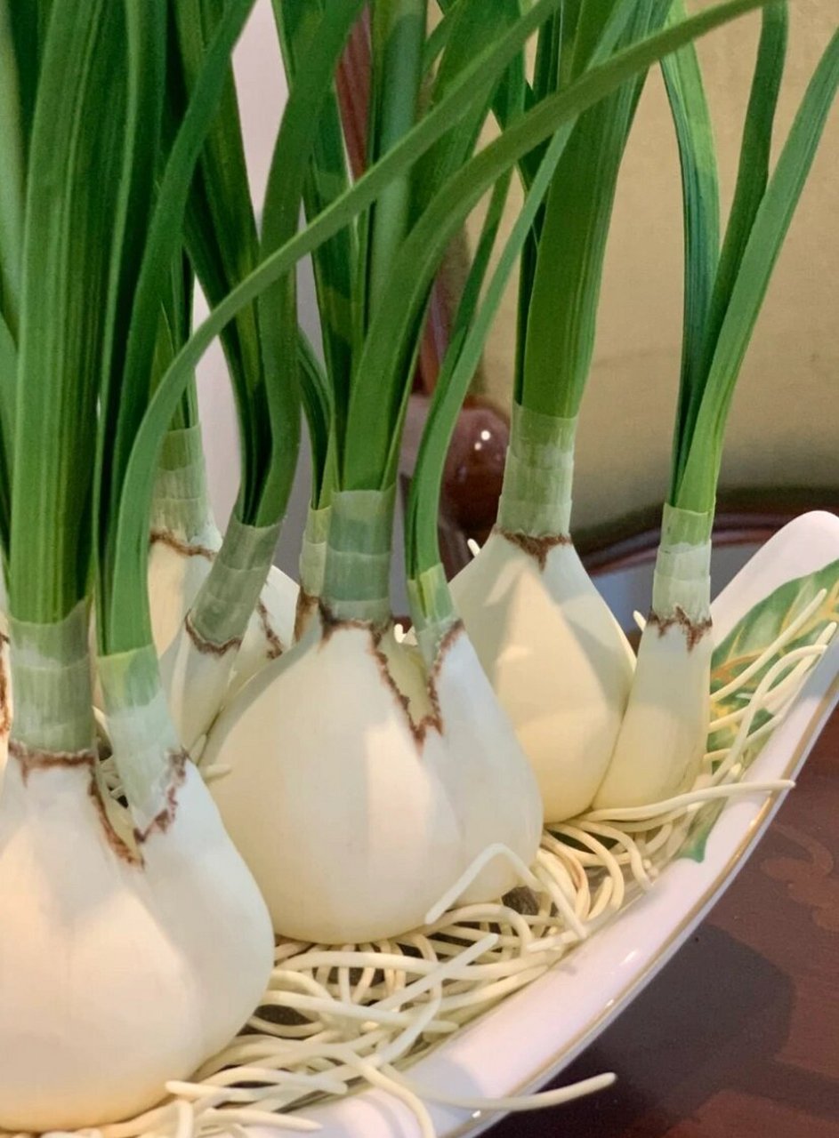 一小时作品 儿童创意美术 水仙花图片 观察水仙花的根茎叶花的特点