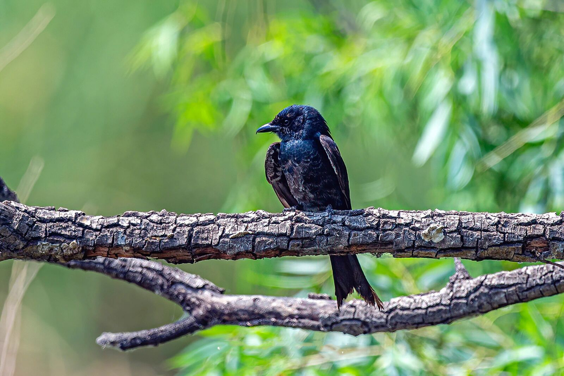 每日一鸟70-酷爱站桩站电线的黑卷尾 black drongo黑卷尾 图片摄于