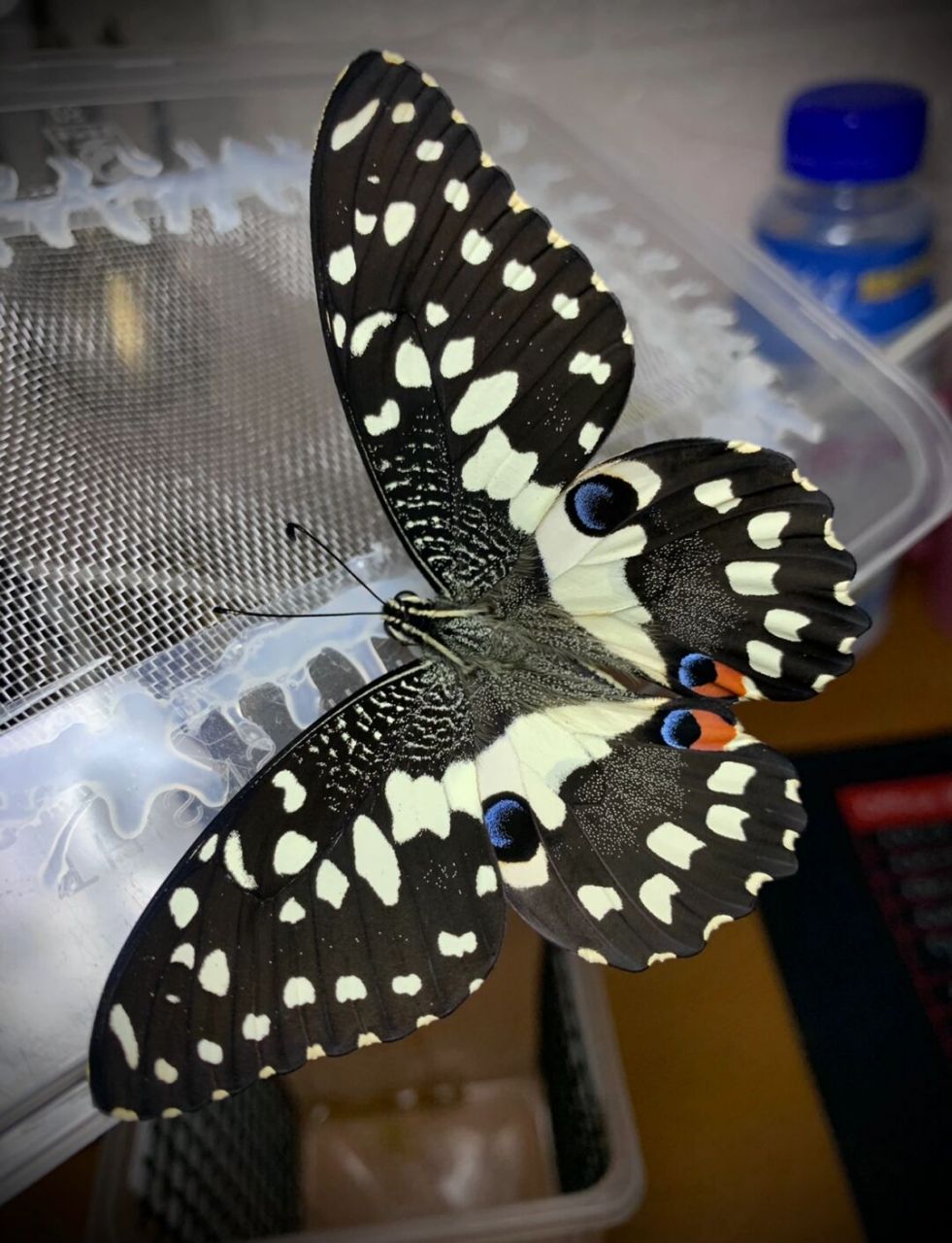 破茧而出的达摩凤蝶～ #昆虫# #蝴蝶