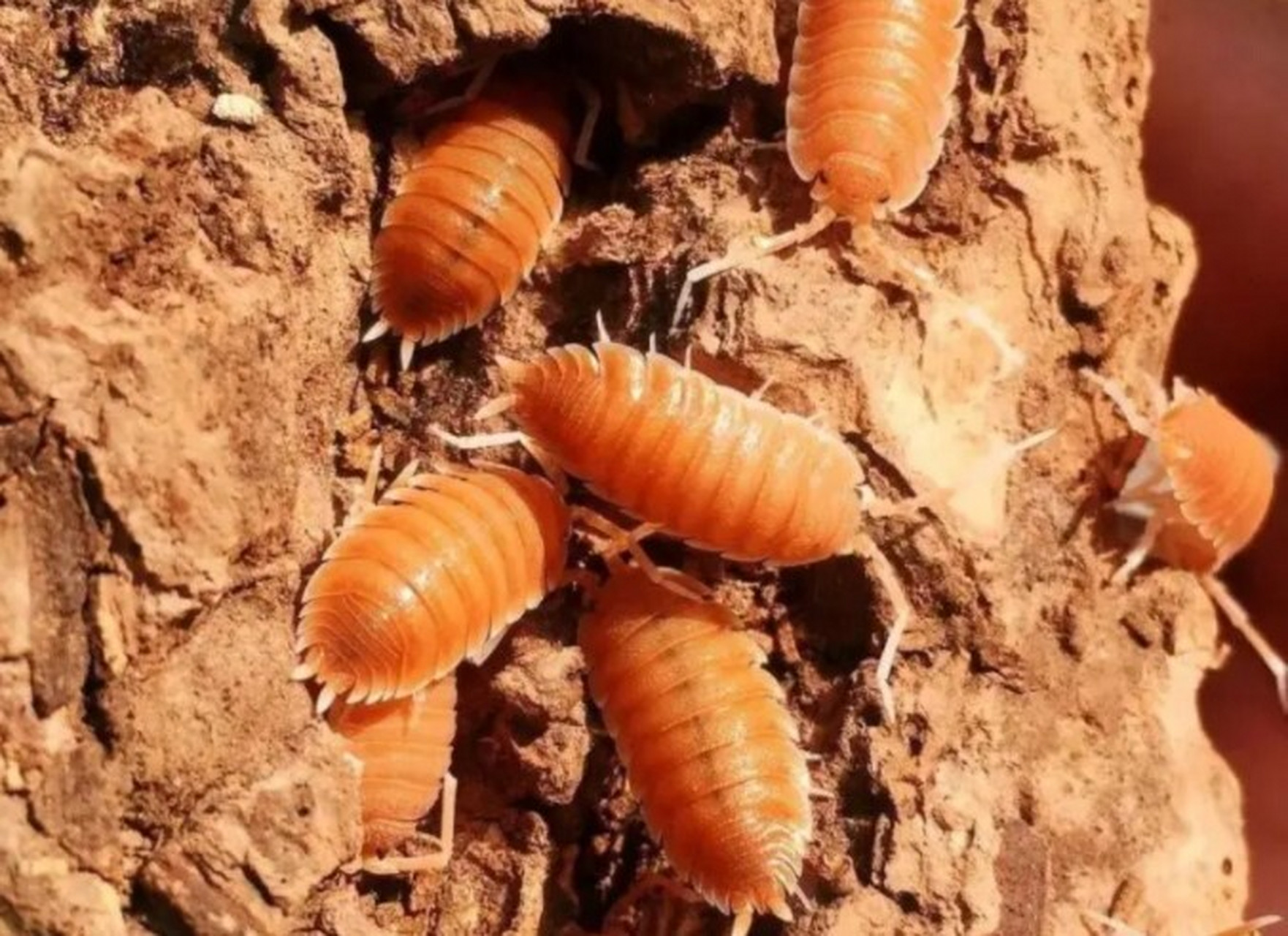 床上有潮虫怎么消灭干净 床上有潮虫,估计是床上比较潮湿,另外床上