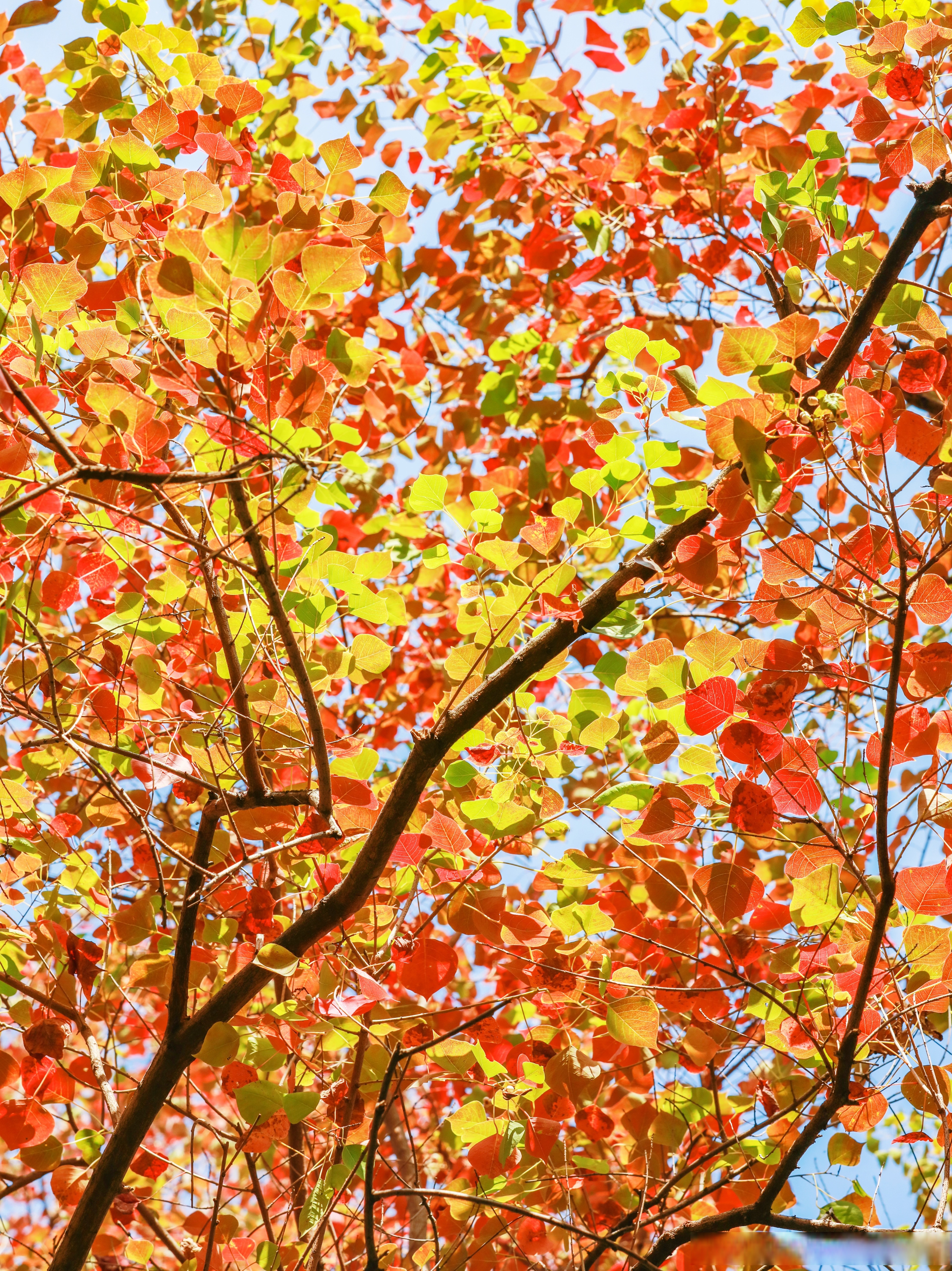 今日立冬,是冬季第一个节气 北门的乌桕红啦!