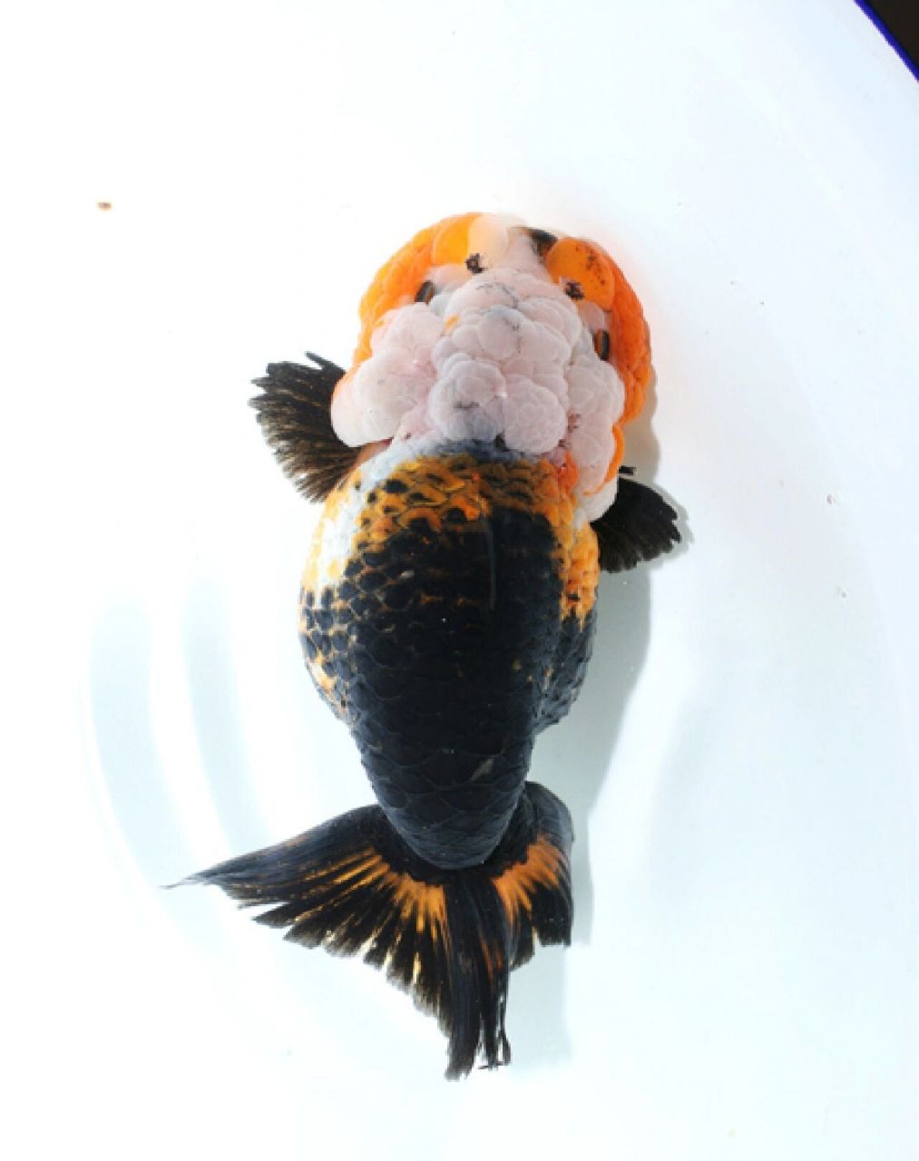 姆们的飞机尾兰寿 姆们,北京方言,我们的意思.