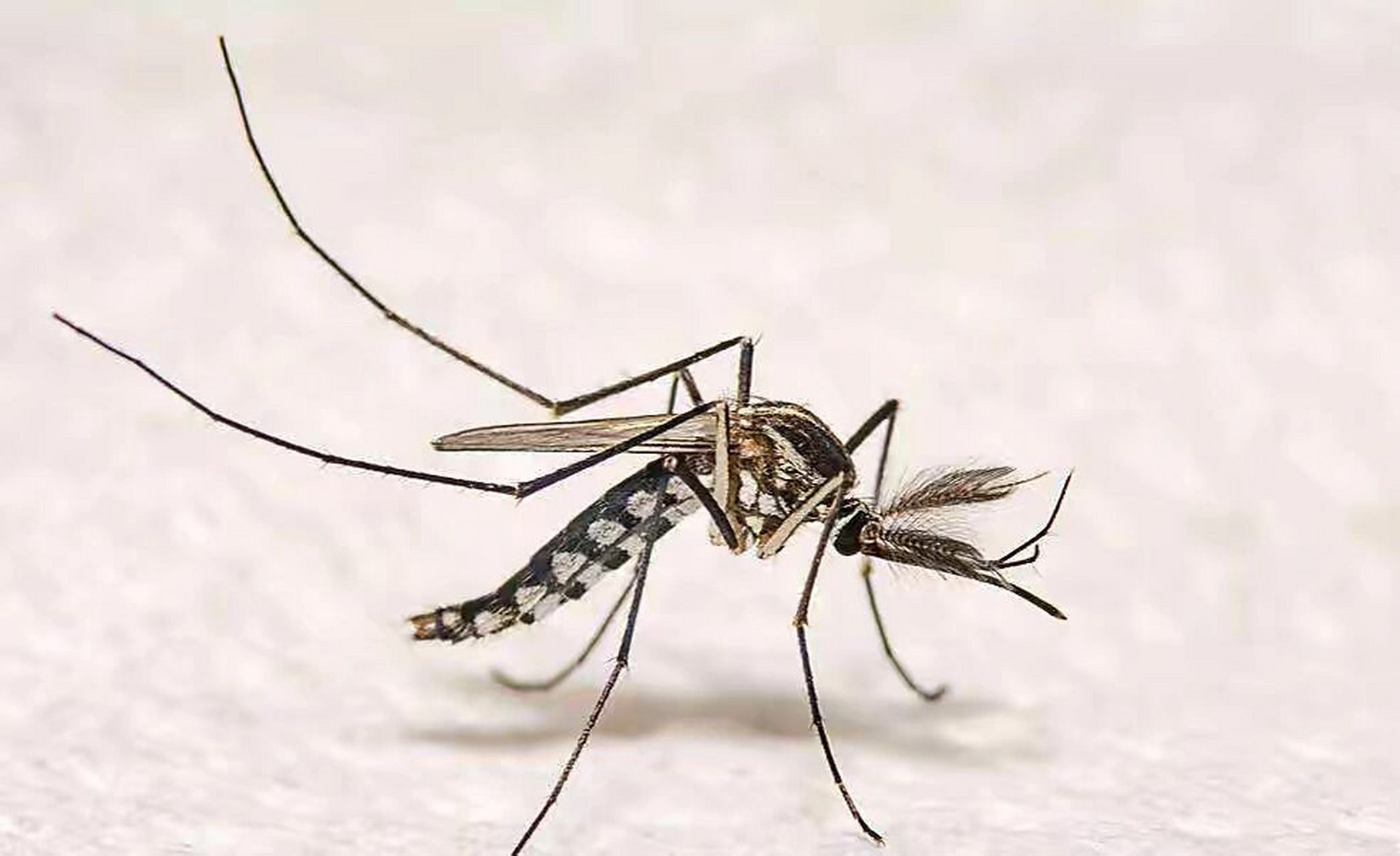 埃及伊蚊和白纹伊蚊图片